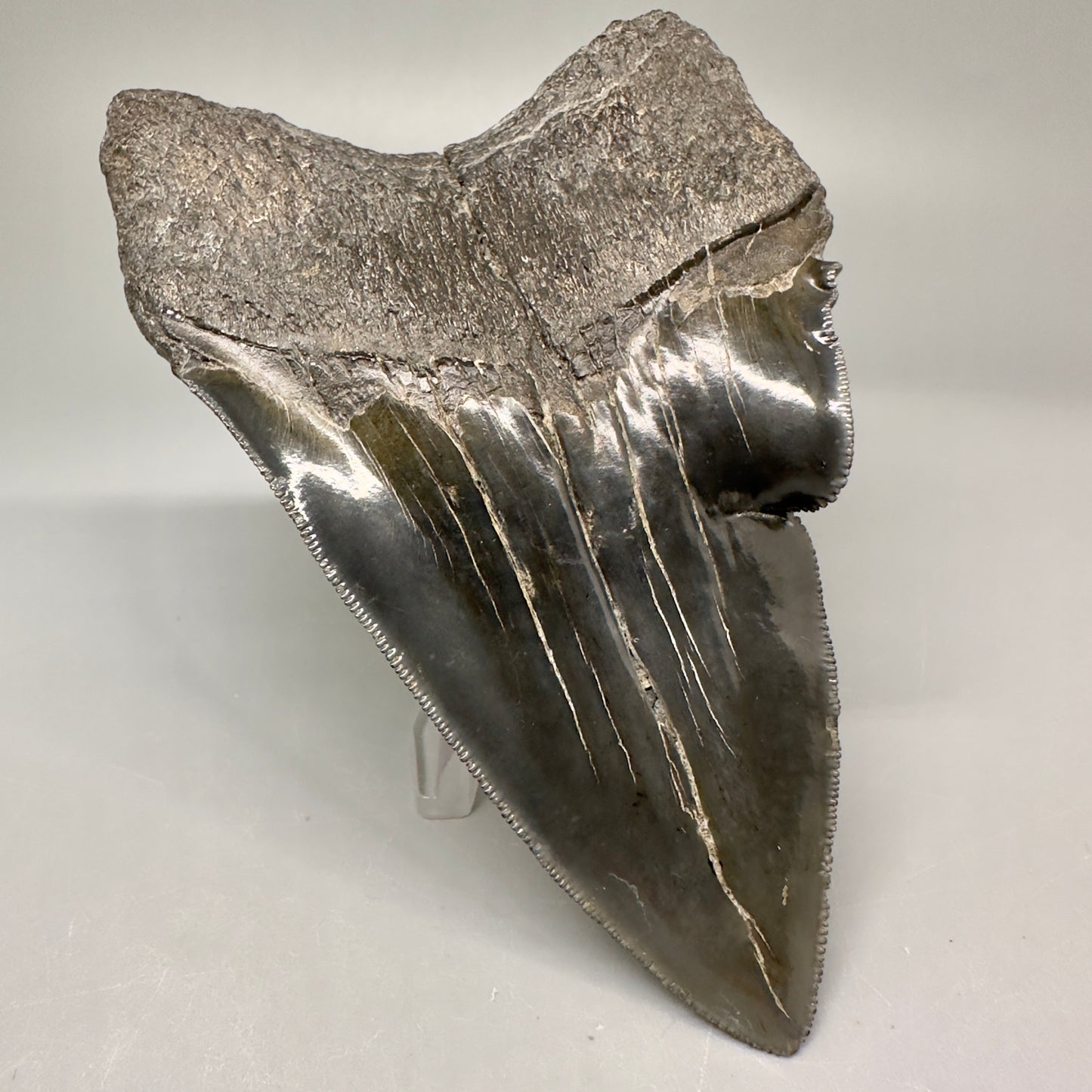 Collector's Quality, deformed 4.84" Fossil Megalodon Tooth - South Carolina CM5019 - Back Left