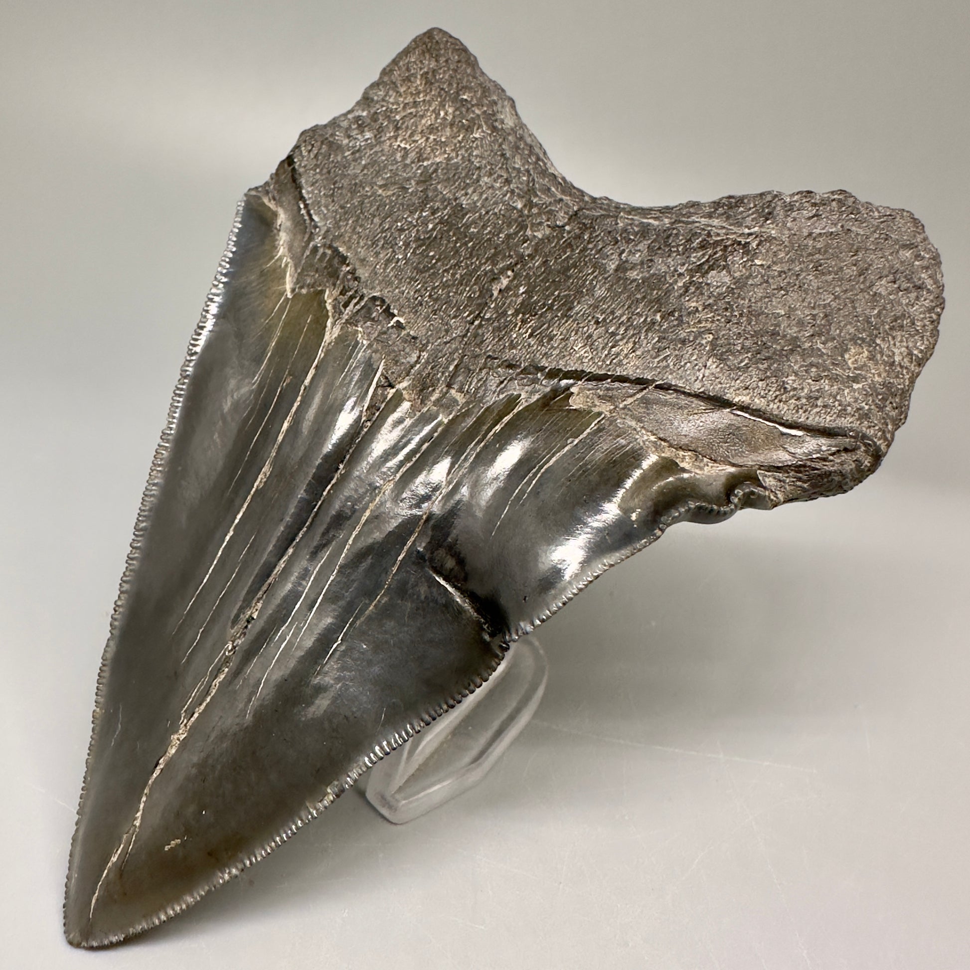 Collector's Quality, deformed 4.84" Fossil Megalodon Tooth - South Carolina CM5019 - Back Right