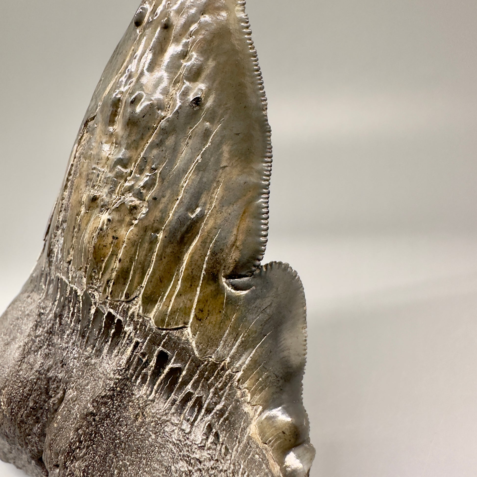 Collector's Quality, deformed 4.84" Fossil Megalodon Tooth - South Carolina CM5019 - Front Detail of serrations