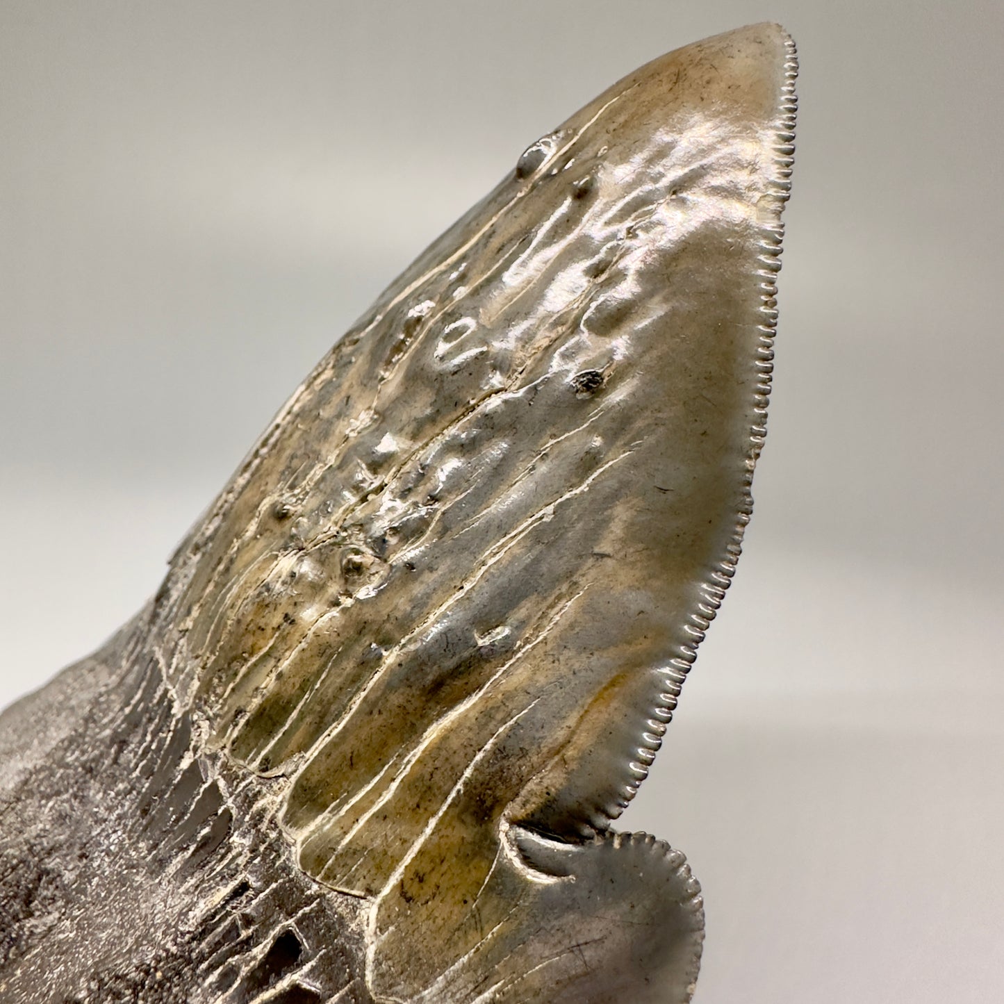 Collector's Quality, deformed 4.84" Fossil Megalodon Tooth - South Carolina CM5019 - Front Details deformed blade