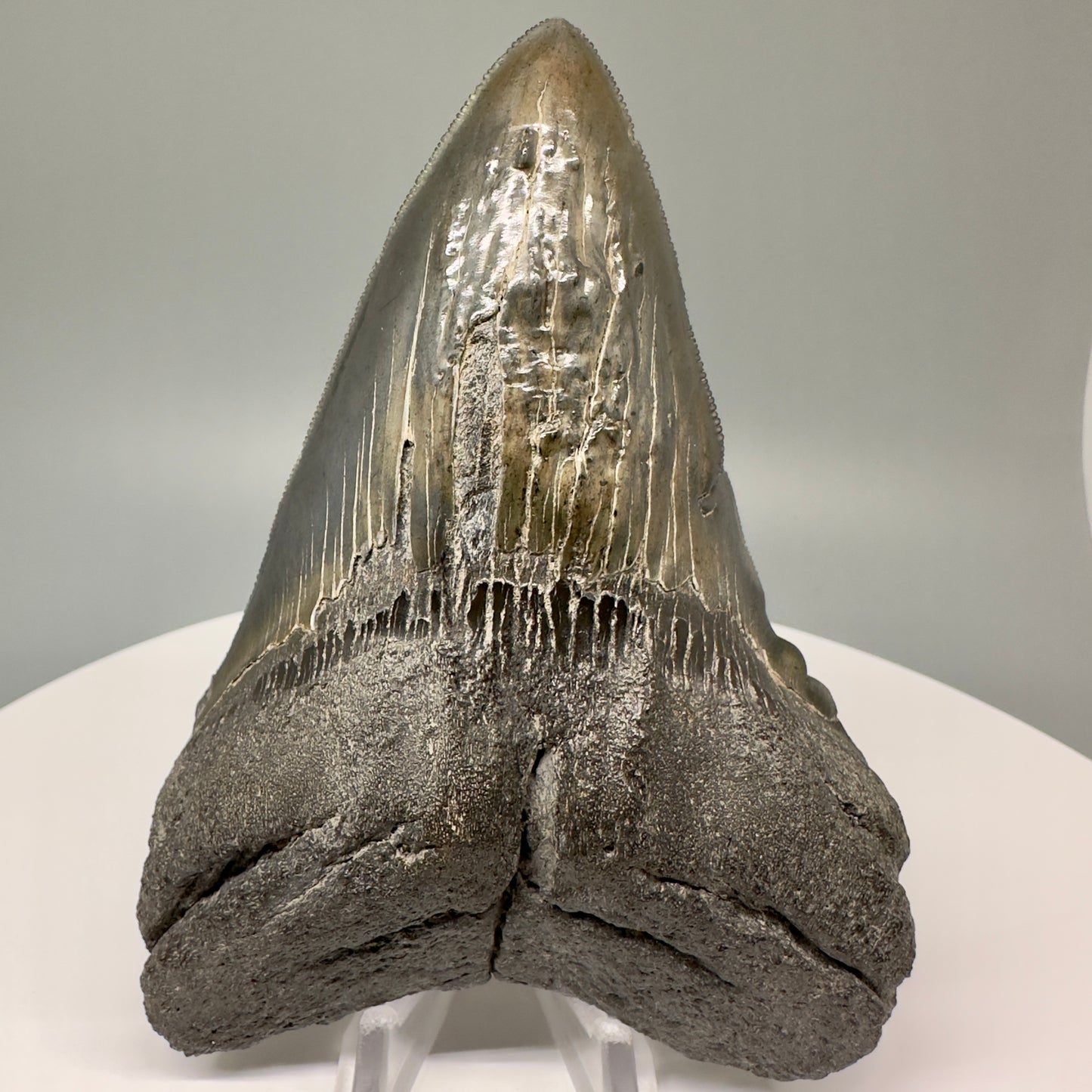 Collector's Quality, deformed 4.84" Fossil Megalodon Tooth - South Carolina CM5019 - Front