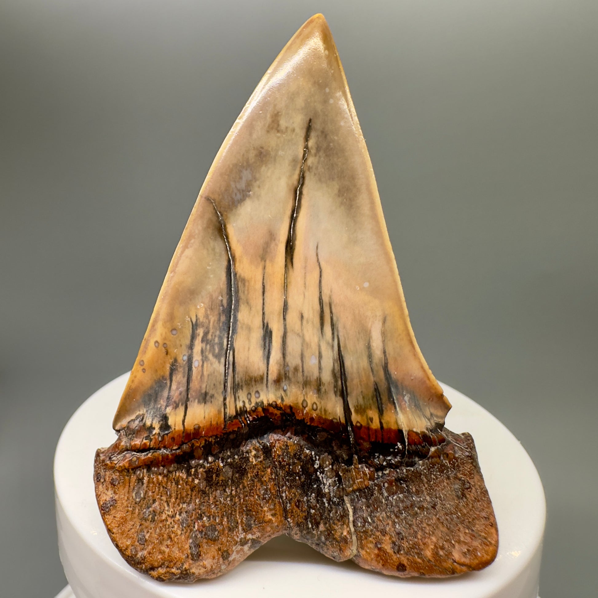 Large 2.67" Colorful Fossil Extinct Mako - Isurus hastalis Shark Tooth from Ocucaje, Peru megalodonteeth.com M563 - Back