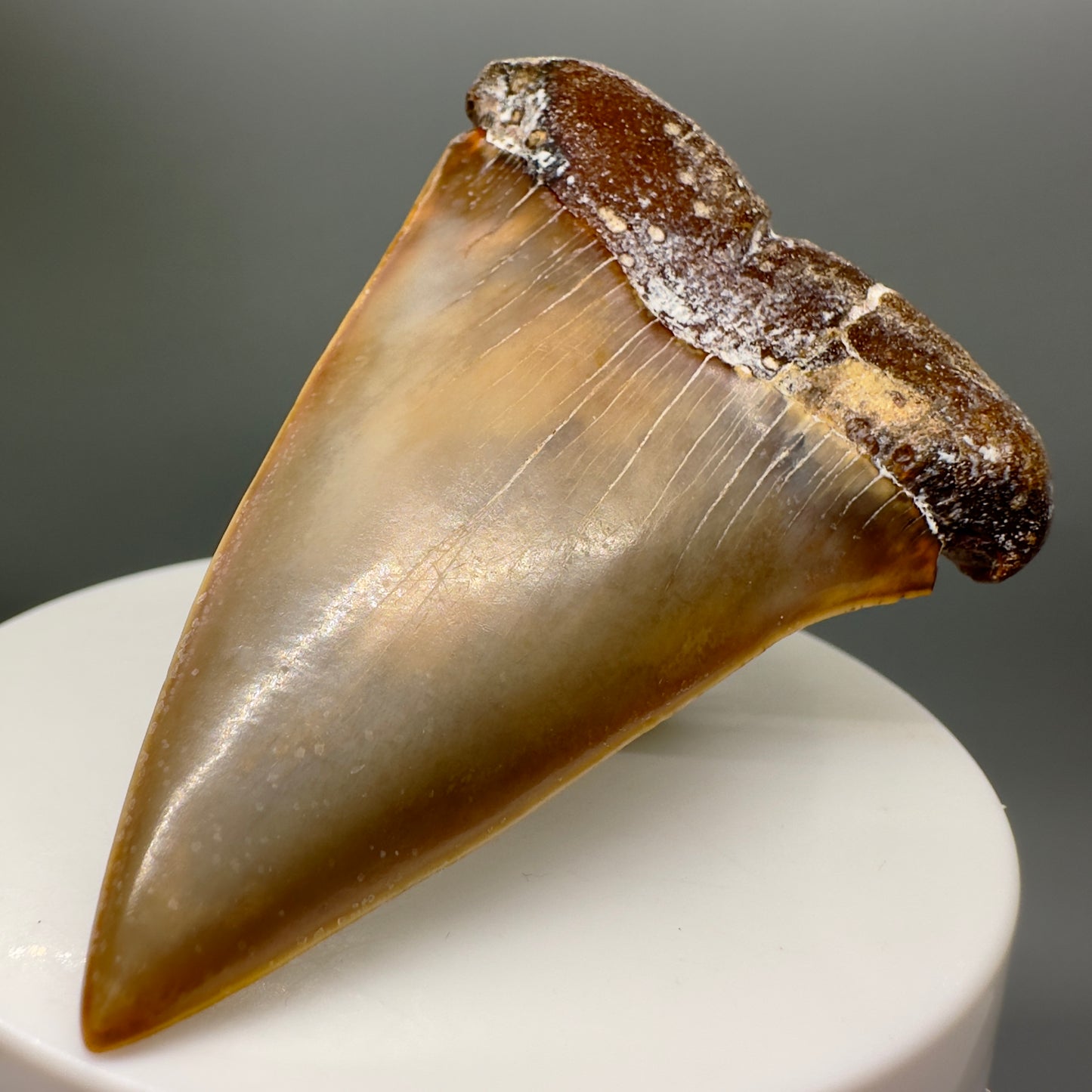 Large 2.67" Colorful Fossil Extinct Mako - Isurus hastalis Shark Tooth from Ocucaje, Peru megalodonteeth.com M563 - Front right