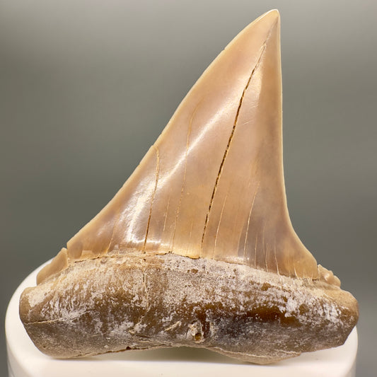 Large 2.63" Colorful Fossil Extinct Mako - Isurus hastalis Shark Tooth from Ocucaje, Peru - Front