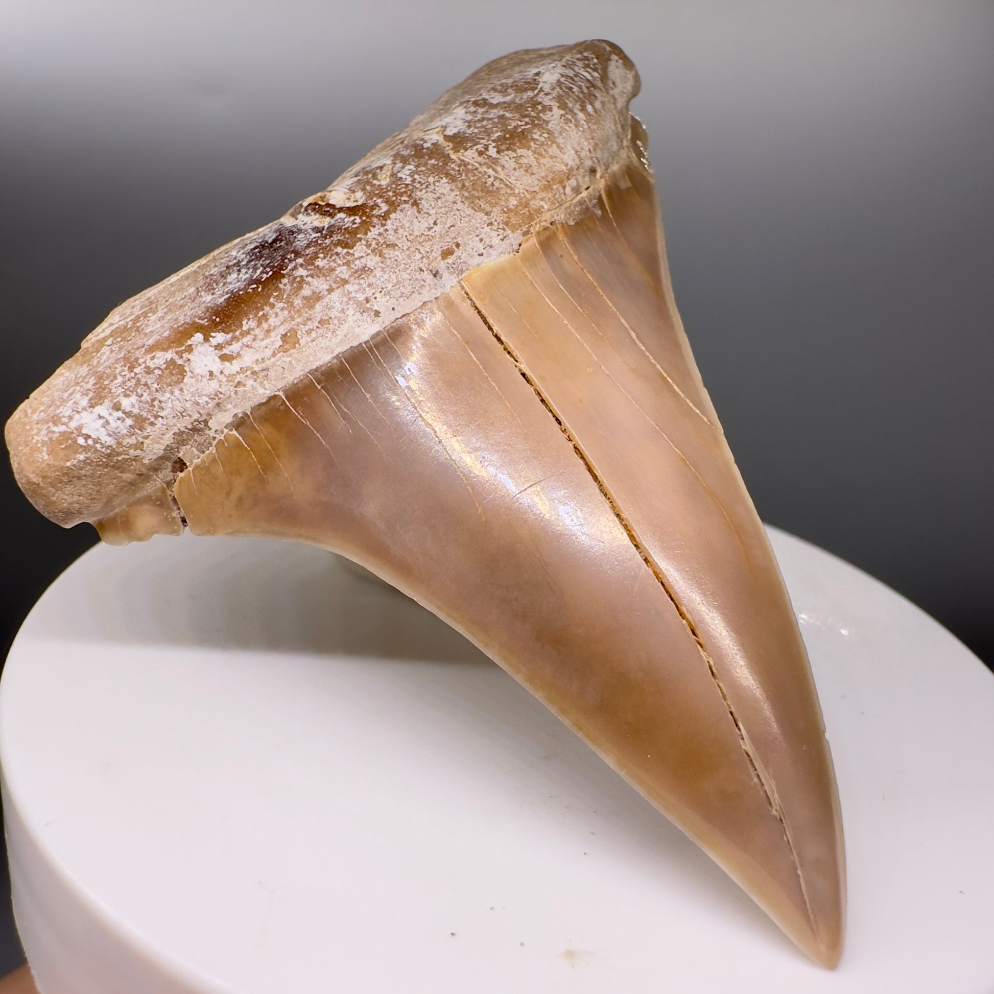 Large 2.63" Colorful Fossil Extinct Mako - Isurus hastalis Shark Tooth from Ocucaje, Peru - Front left