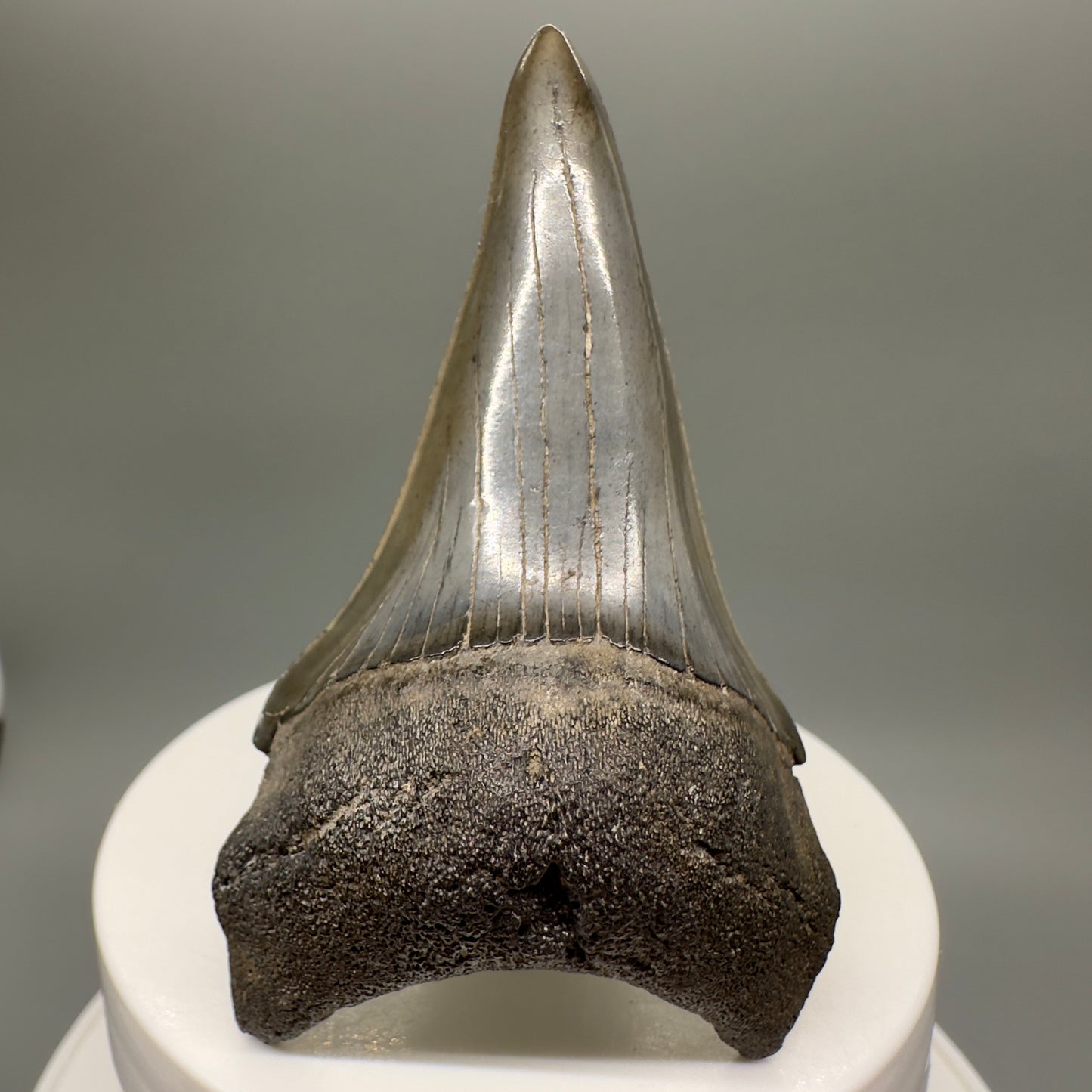 Large lower 2.79" Fossil Extinct Mako - Isurus hastalis Shark Tooth from Southeast USA M570 - Front