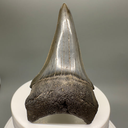 Large lower 2.79" Fossil Extinct Mako - Isurus hastalis Shark Tooth from Southeast USA M570 - Front