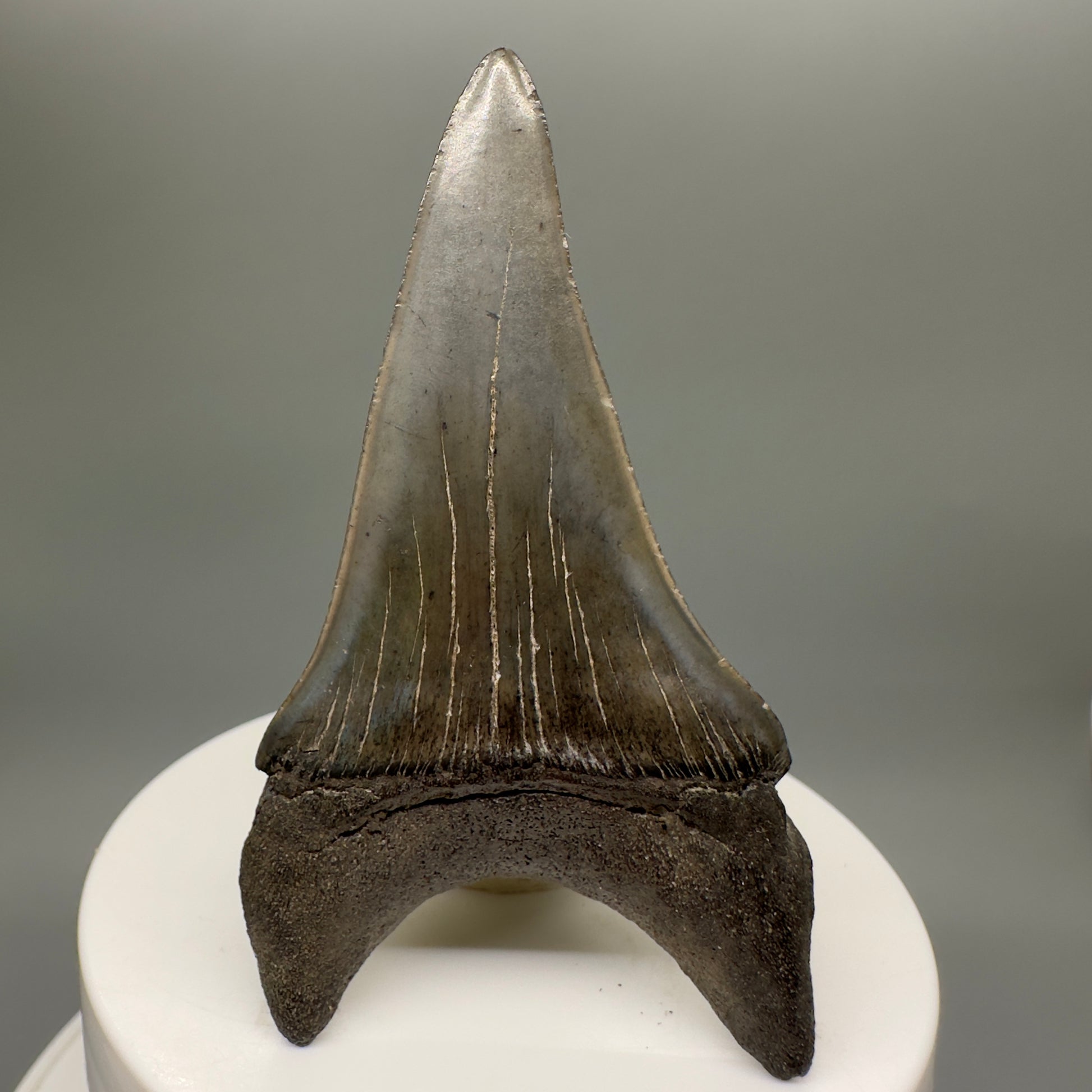 Large lower 2.79" Fossil Extinct Mako - Isurus hastalis Shark Tooth from Southeast USA M570 - Back