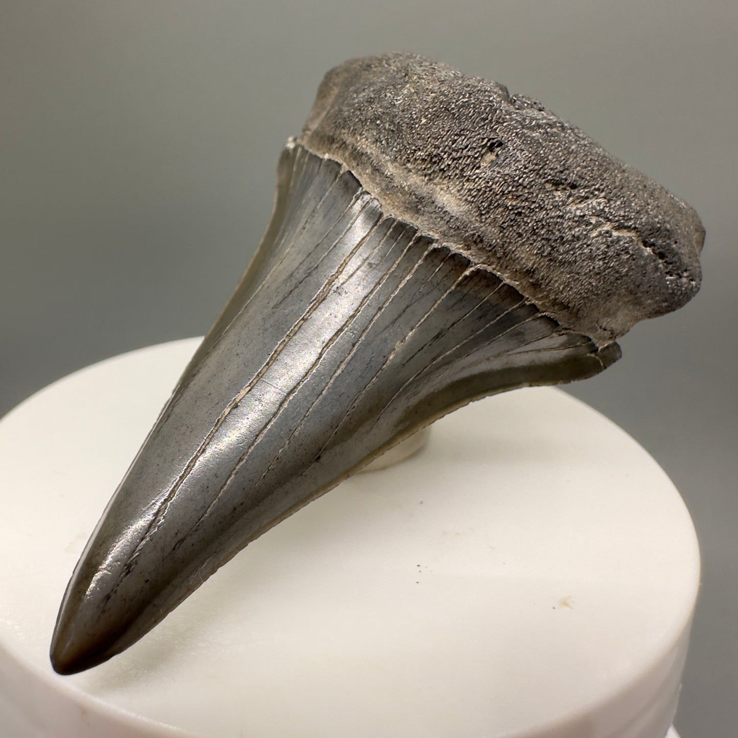 Large lower 2.79" Fossil Extinct Mako - Isurus hastalis Shark Tooth from Southeast USA M570 - Front Right