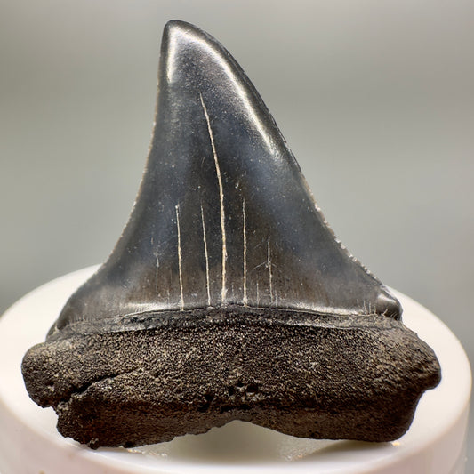 Huge upper 1.88" Fossil Extinct Mako - Isurus hastalis Shark Tooth from Southeast USA M566 - Front