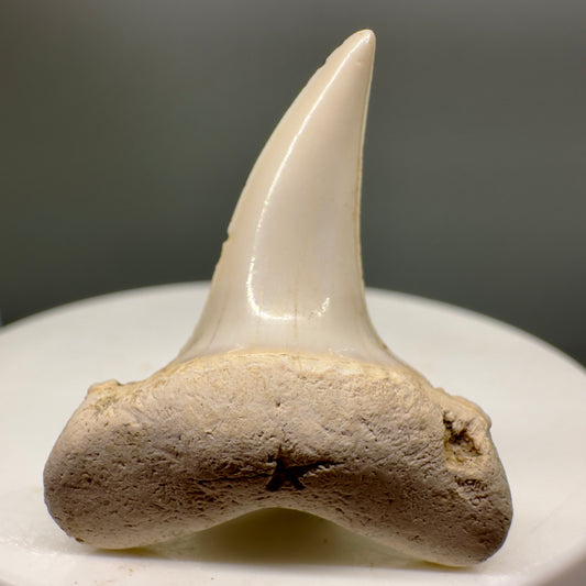 Upper lateral 1.38" Fossil Shortfin Mako - Isurus desori Shark Tooth from Summerville, SC M558 - Front