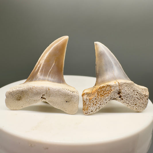 Pair of upper Fossil Extinct Longfin Mako - Isurus retroflexus Shark Teeth from Ica, Peru