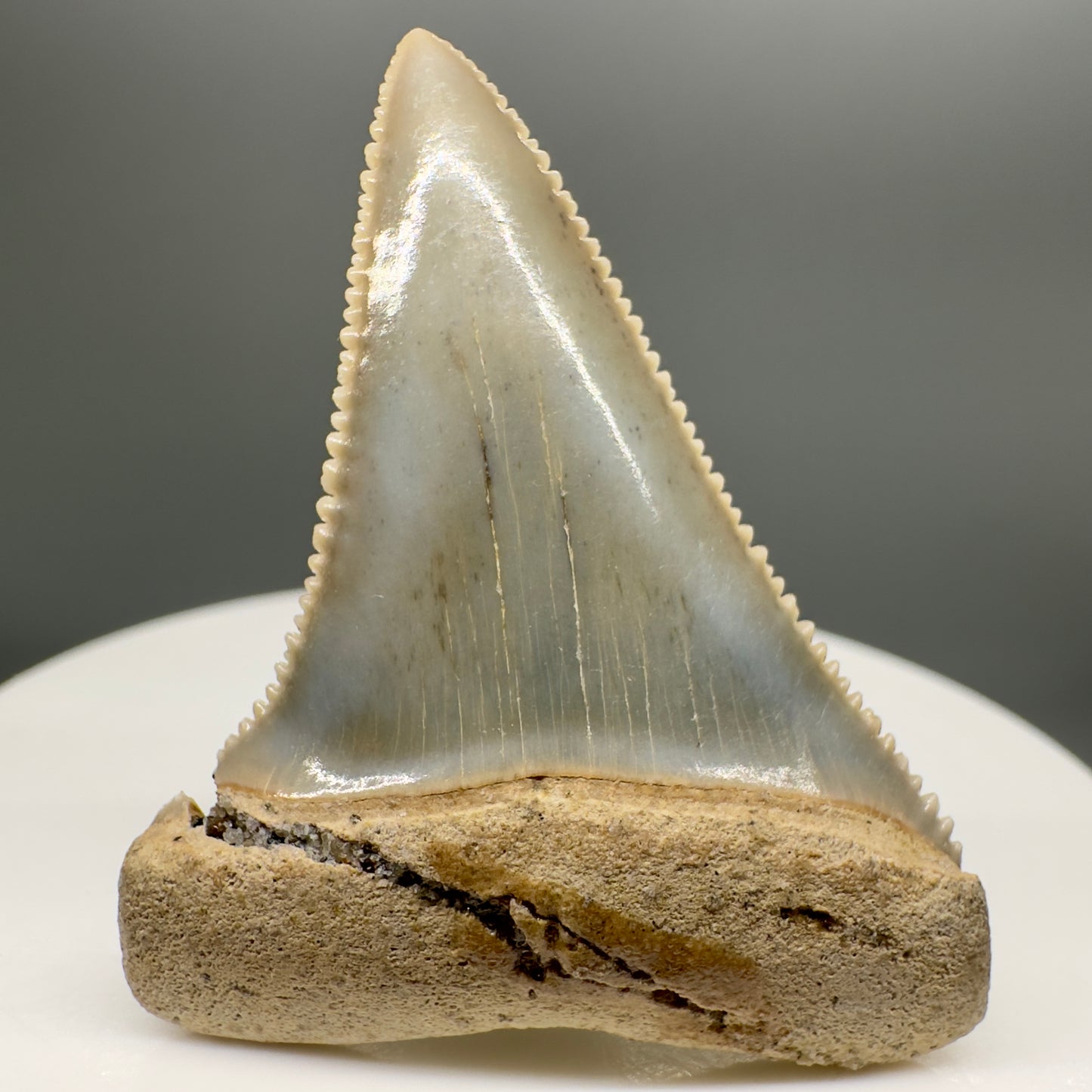 Serrated 1.72" Colorful Fossil Great White Tooth from Sacaco, Peru GW1132 - Front