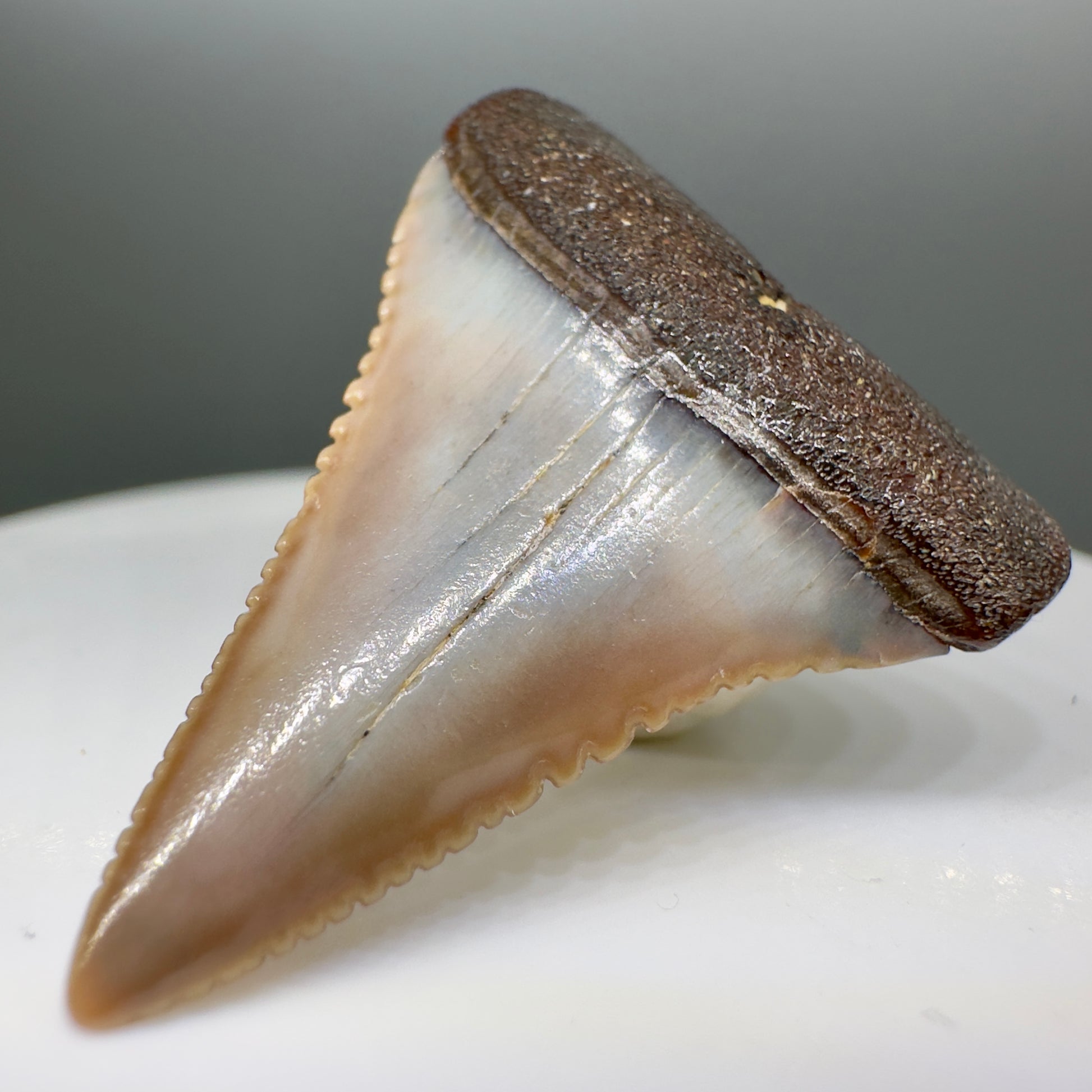 Serrated 1.38" Colorful Fossil Great White Tooth from Sacaco, Peru GW1130 - Front Right