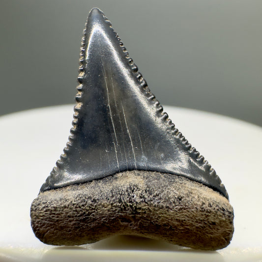 Dark colors, sharply serrated 0.97" Fossil Great White Shark Tooth - South Carolina River GW1133 - Front