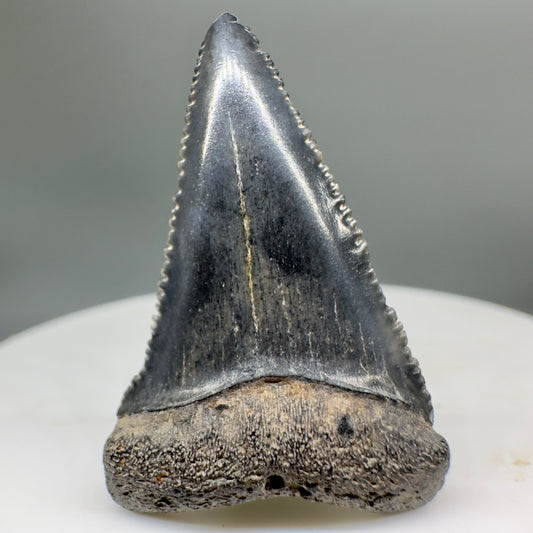 Colorful, sharply serrated 1.27" Fossil Great White Shark Tooth - South Carolina River GW1134 - Front