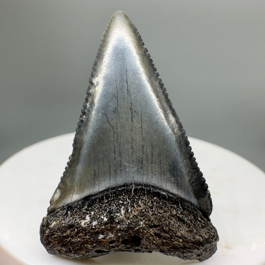 Affordable, serrated 1.60" Fossil Great White Shark Tooth - South Carolina River GW1136 - Front