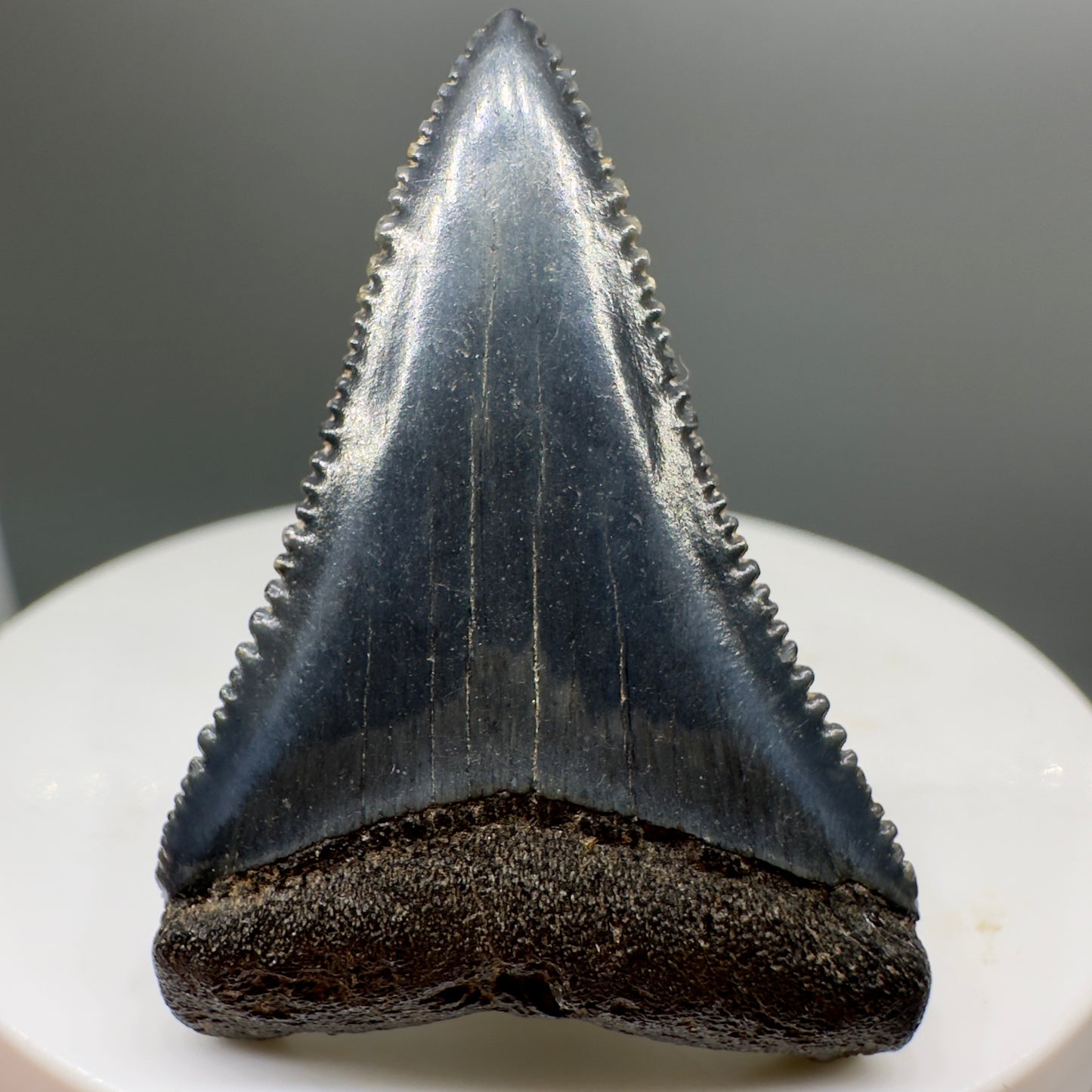 Beautiful, serrated 1.58" Fossil Great White Shark Tooth - South Carolina River GW1137 - Front