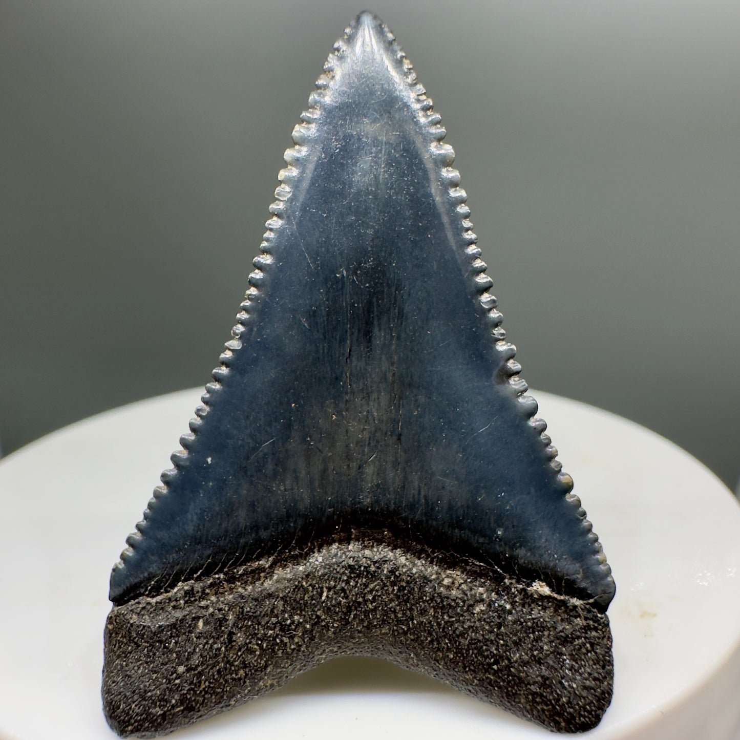 Beautiful, serrated 1.58" Fossil Great White Shark Tooth - South Carolina River GW1137 - Back