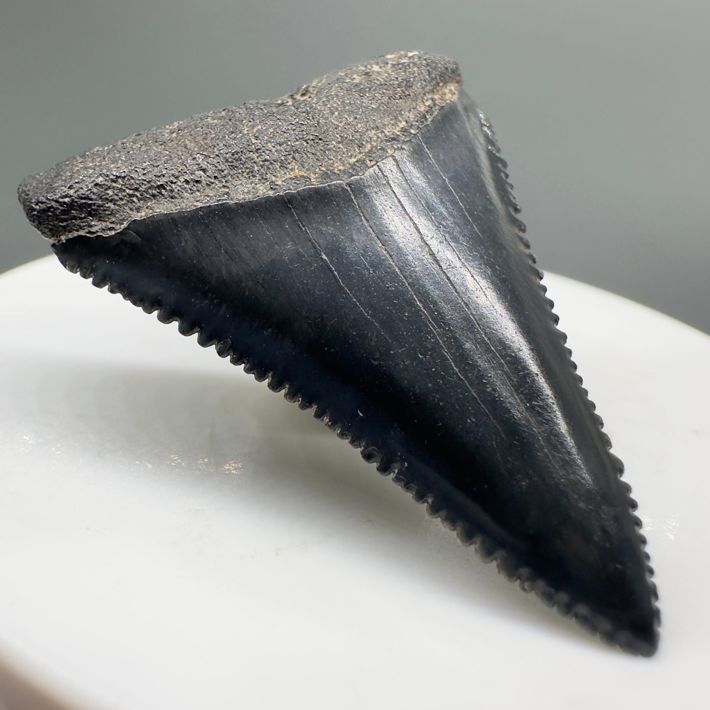 Beautiful, serrated 1.58" Fossil Great White Shark Tooth - South Carolina River GW1137 - Front Left