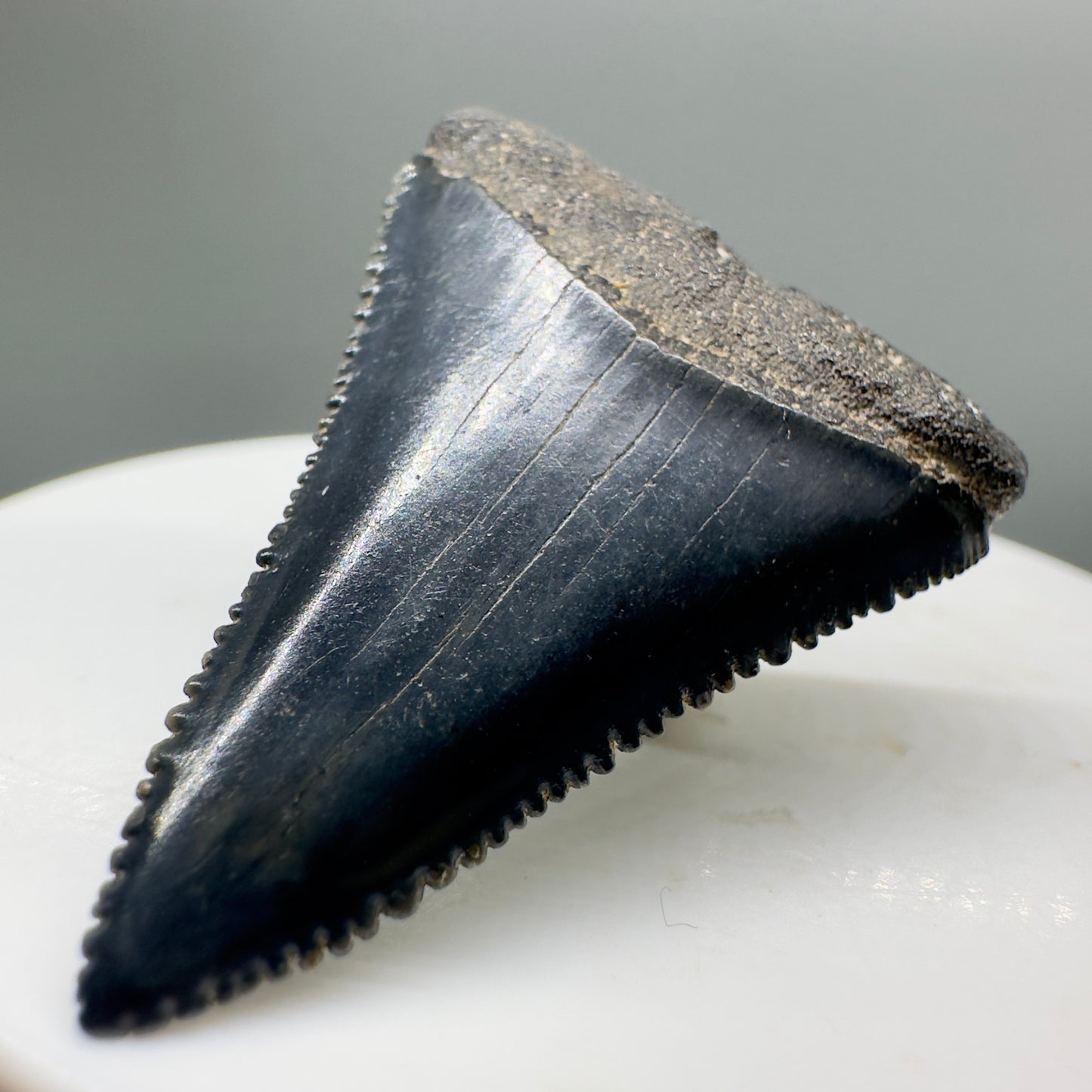 Beautiful, serrated 1.58" Fossil Great White Shark Tooth - South Carolina River GW1137 - Front Right