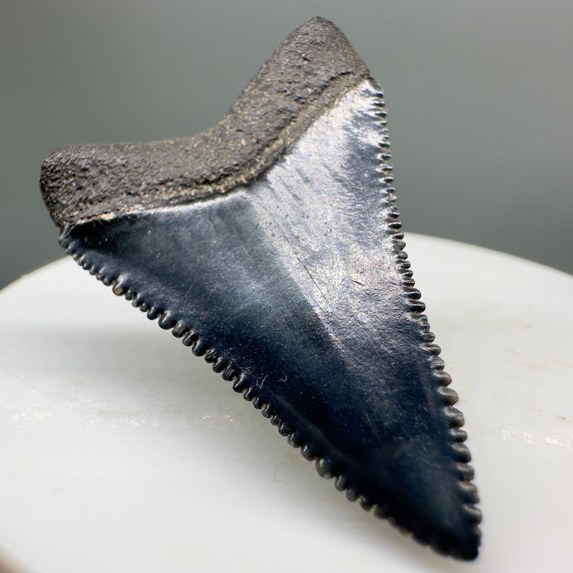 Beautiful, serrated 1.58" Fossil Great White Shark Tooth - South Carolina River GW1137 - Back Left