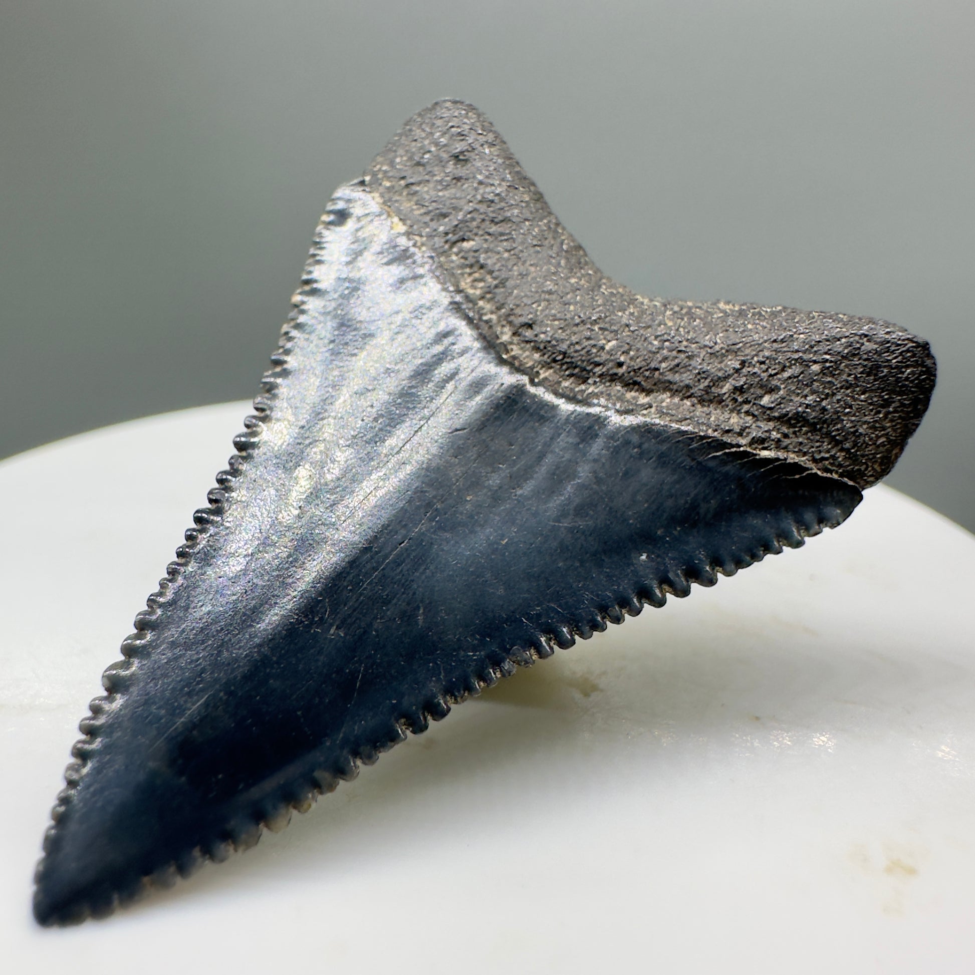 Beautiful, serrated 1.58" Fossil Great White Shark Tooth - South Carolina River GW1137 - Back Right