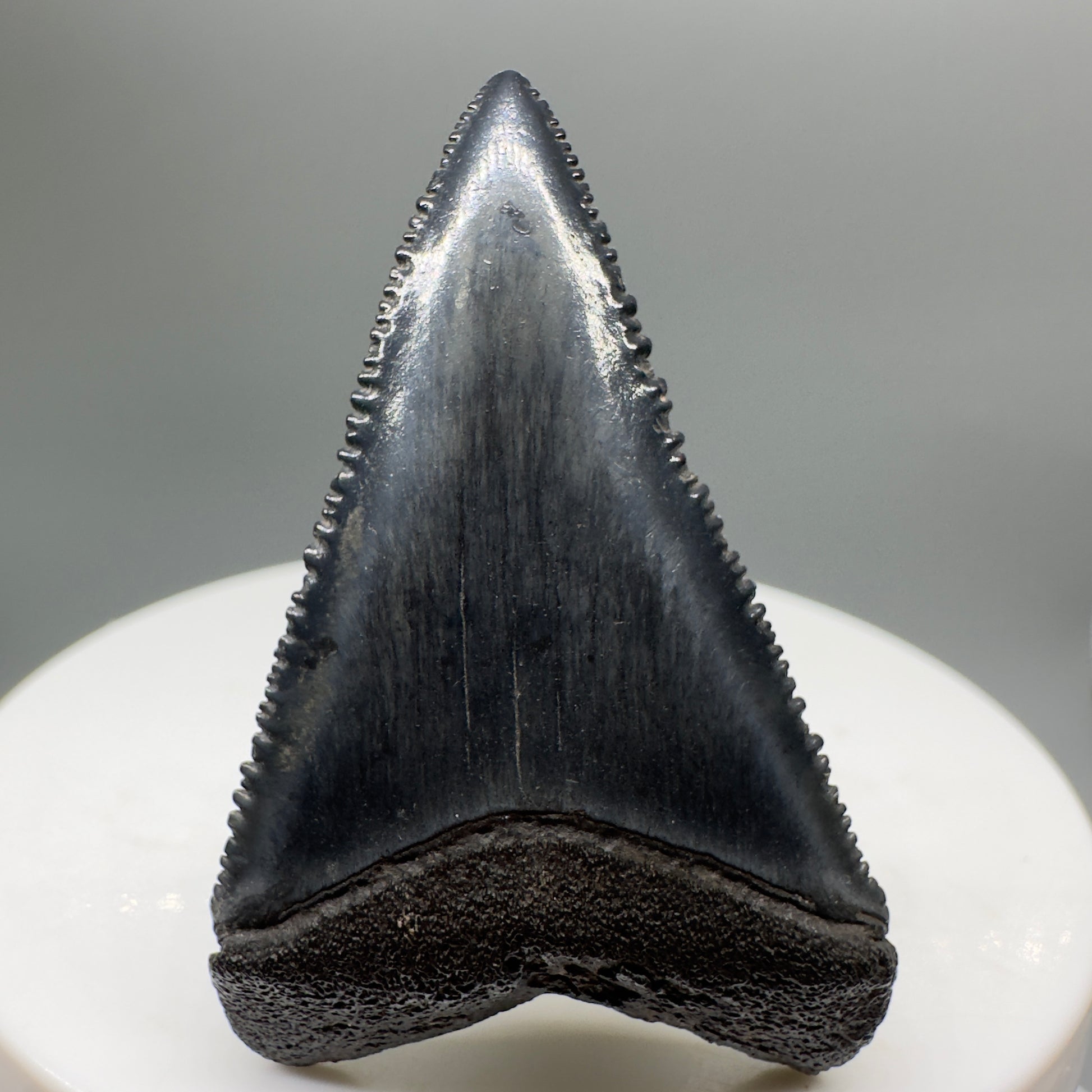 Beautiful, serrated 1.71" Fossil Great White Shark Tooth - South Carolina River GW1138 - Front