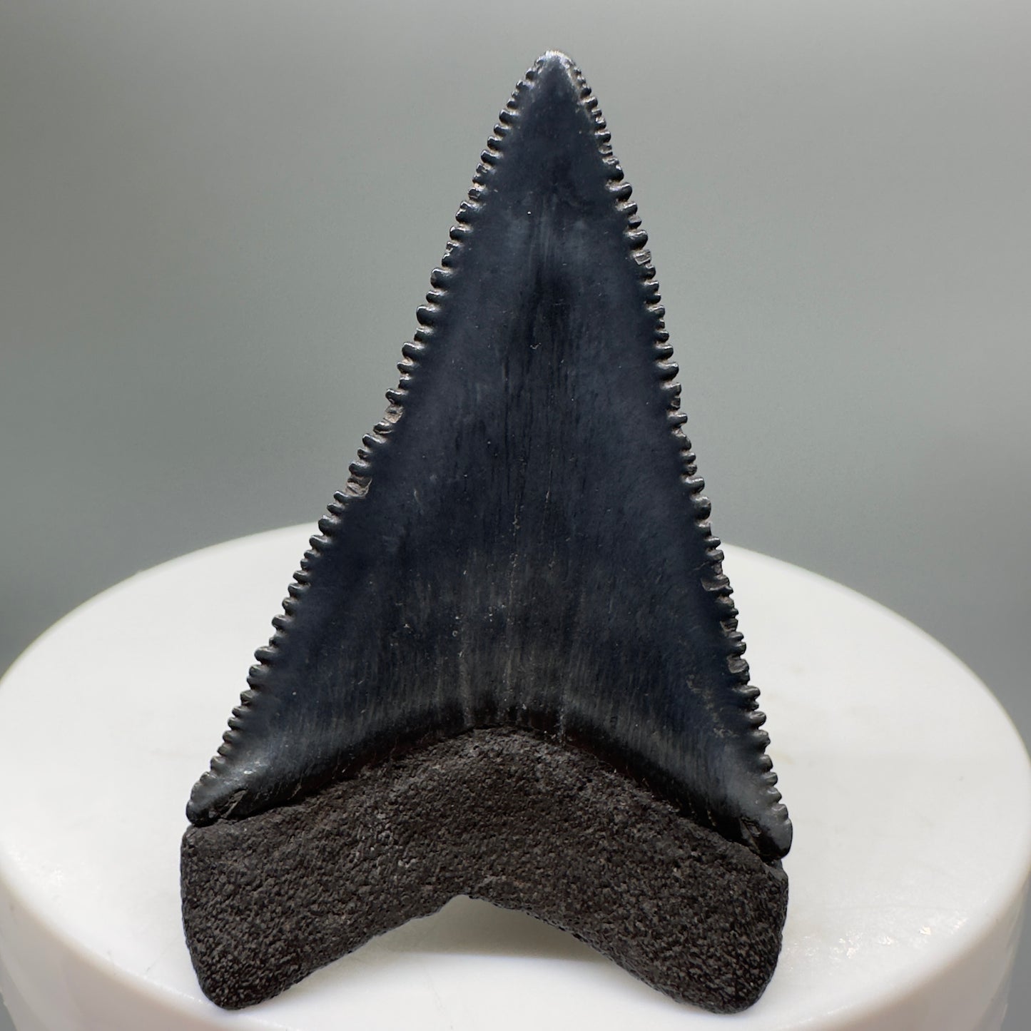 Beautiful, serrated 1.71" Fossil Great White Shark Tooth - South Carolina River GW1138 - Back