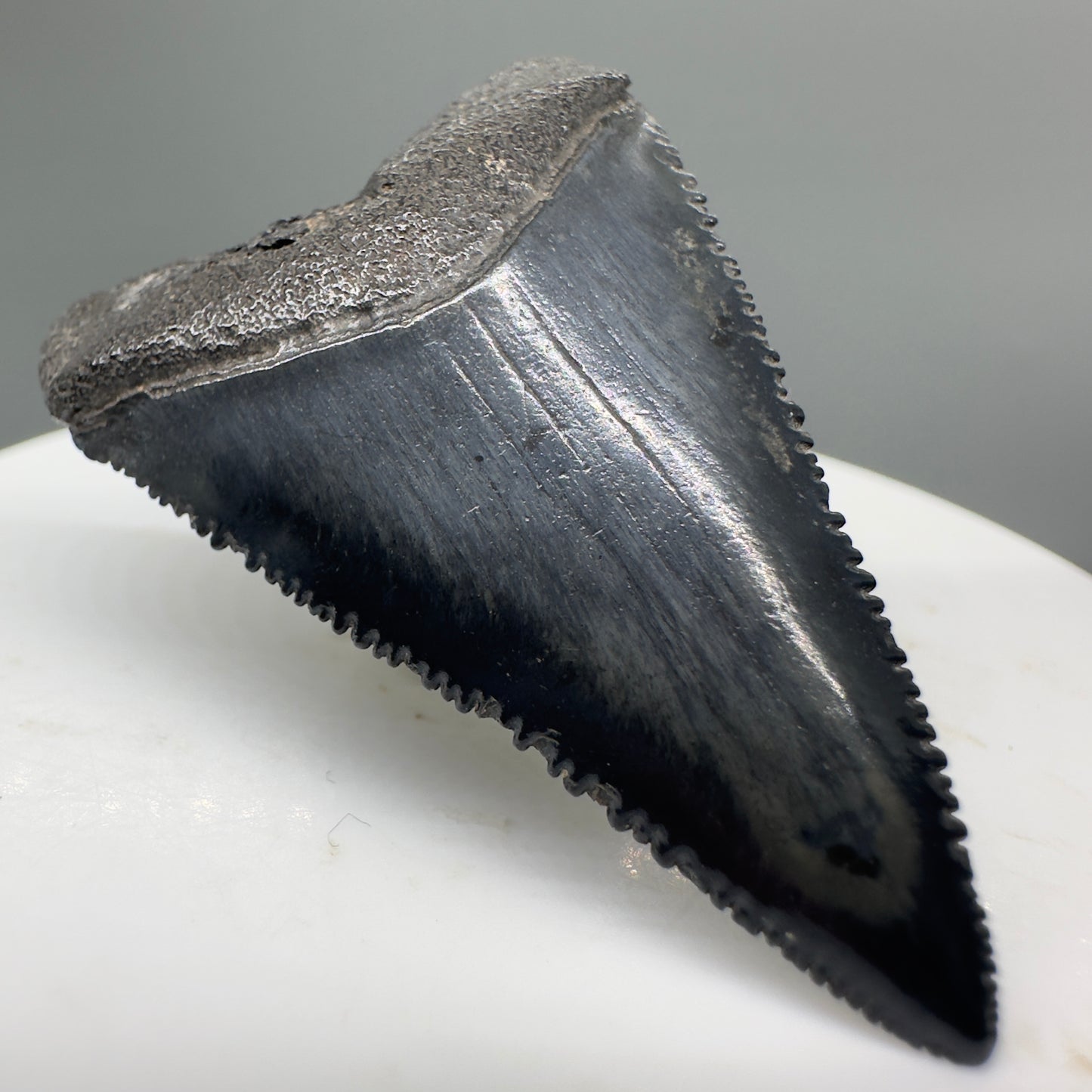 Beautiful, serrated 1.71" Fossil Great White Shark Tooth - South Carolina River GW1138 - Front Left