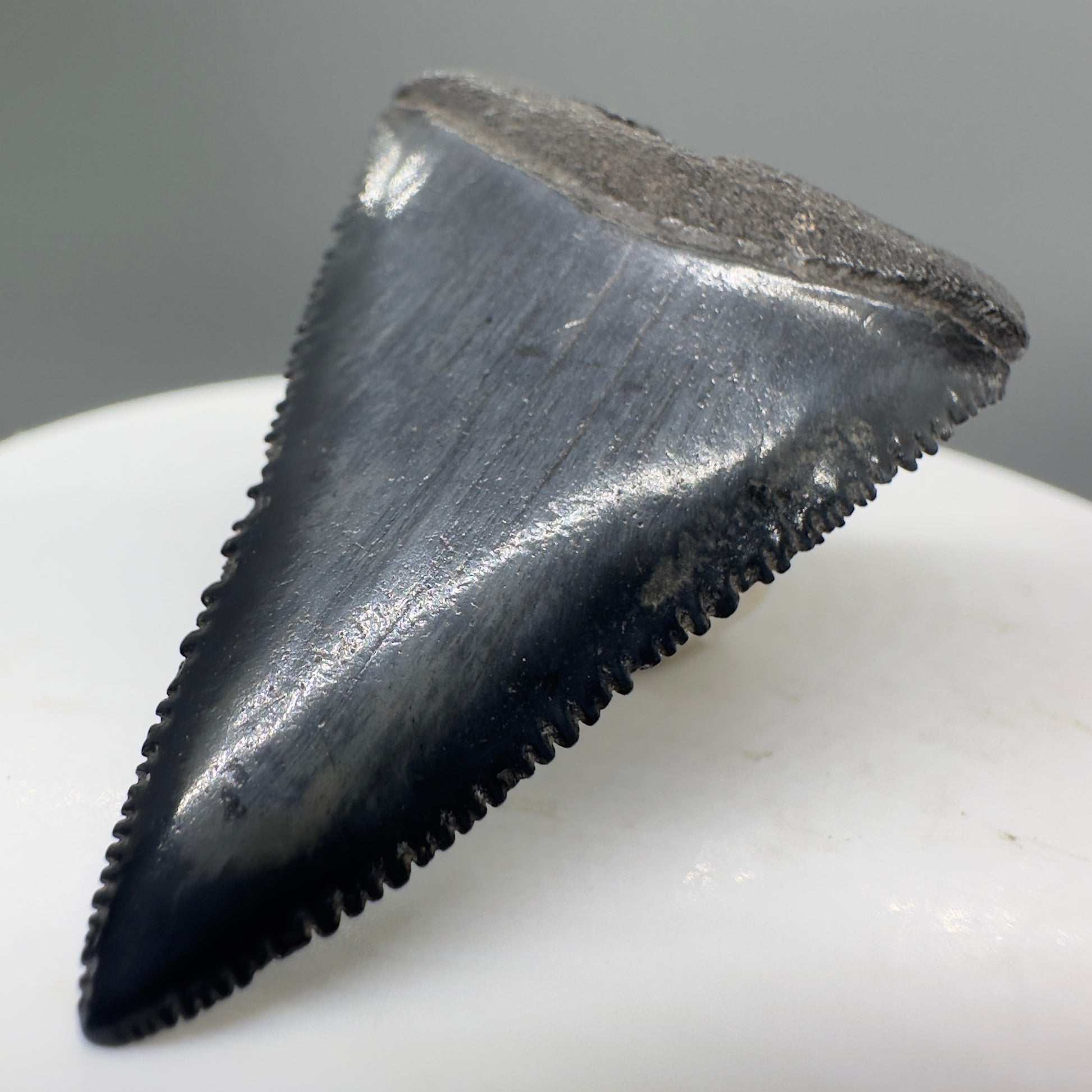 Beautiful, serrated 1.71" Fossil Great White Shark Tooth - South Carolina River GW1138 - Front Right