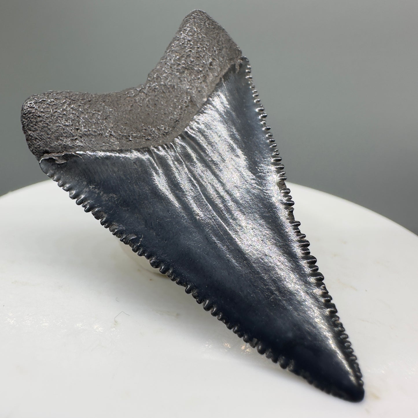 Beautiful, serrated 1.71" Fossil Great White Shark Tooth - South Carolina River GW1138 - Back Left