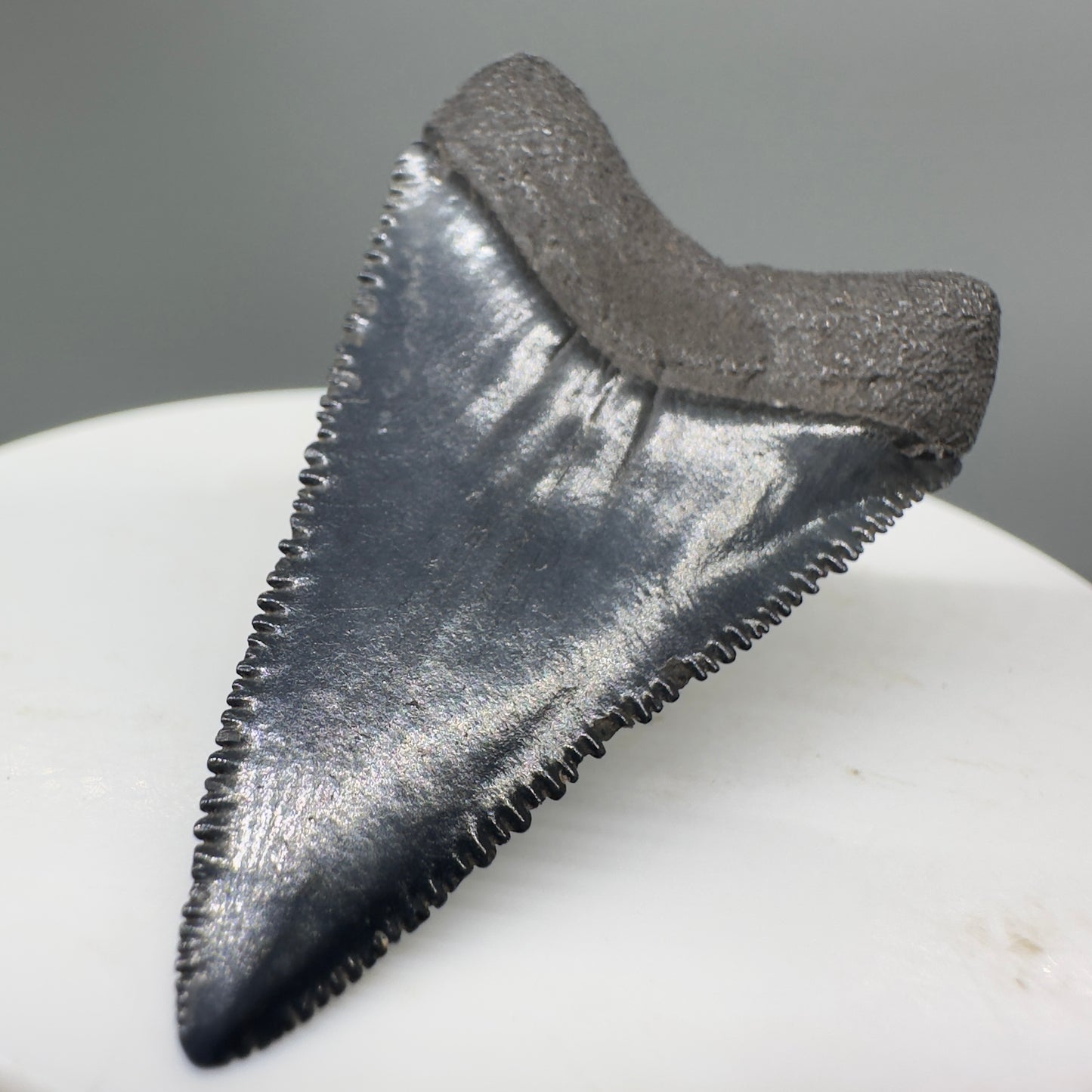 Beautiful, serrated 1.71" Fossil Great White Shark Tooth - South Carolina River GW1138 - Back Right