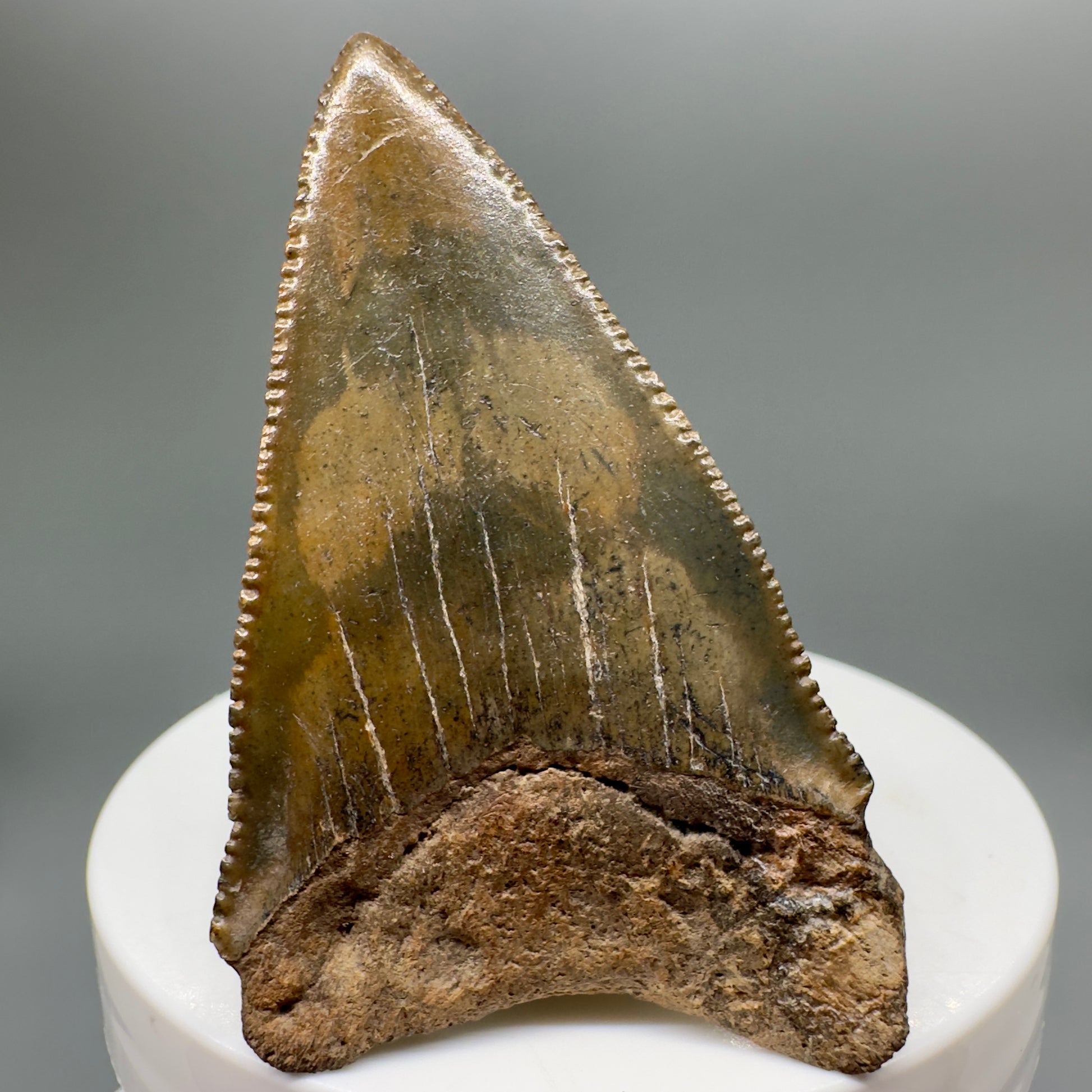 Colorful Fossil Great White Shark Tooth 2.36" - South Carolina GW1139 - Back