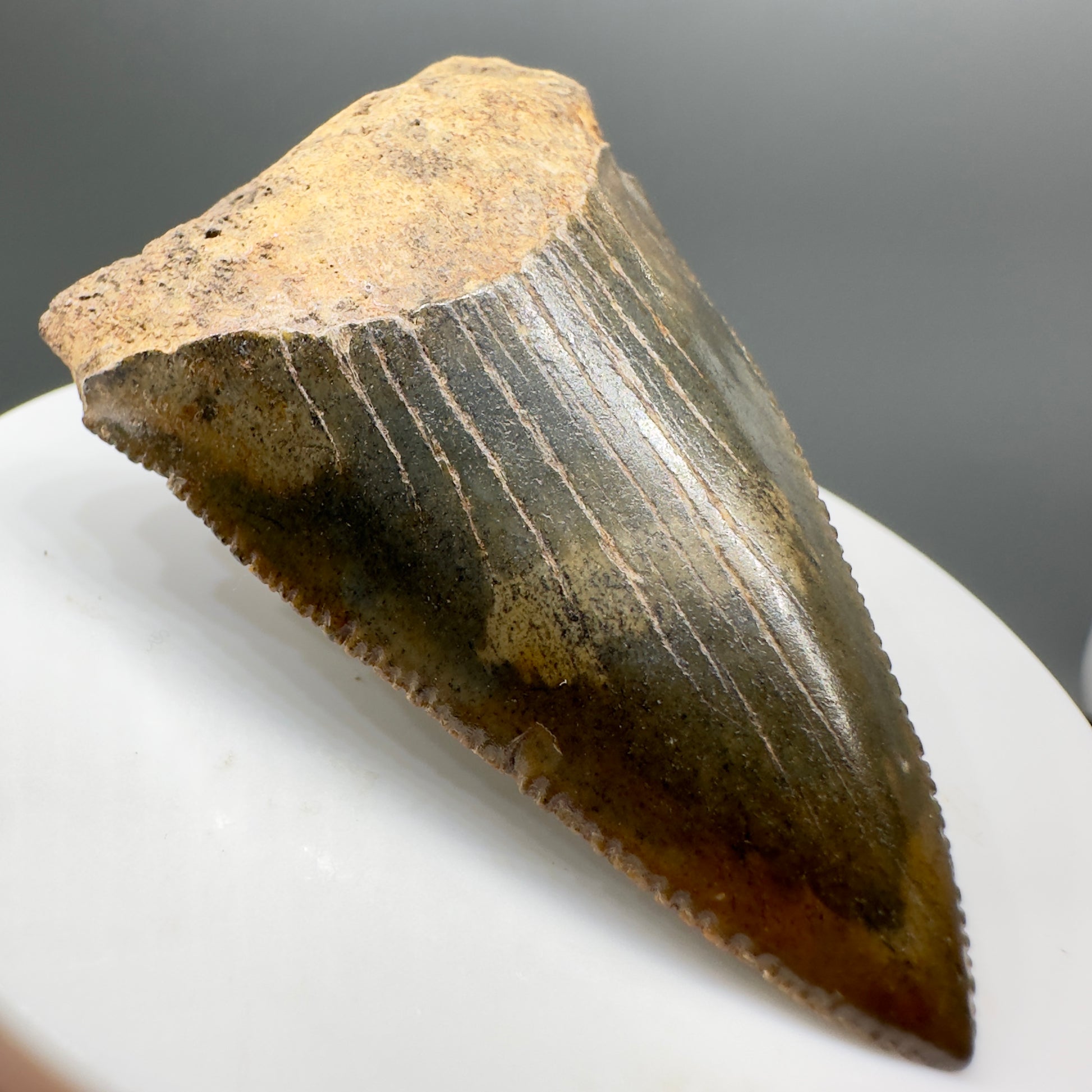 Colorful Fossil Great White Shark Tooth 2.36" - South Carolina GW1139 - Front Left