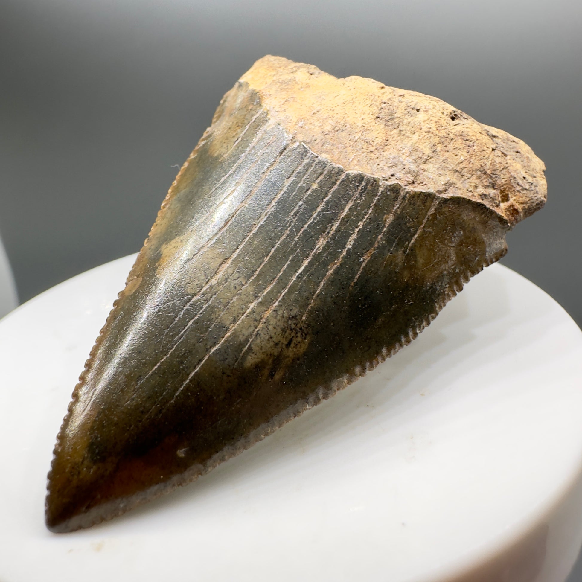 Colorful Fossil Great White Shark Tooth 2.36" - South Carolina GW1139 - Front Right