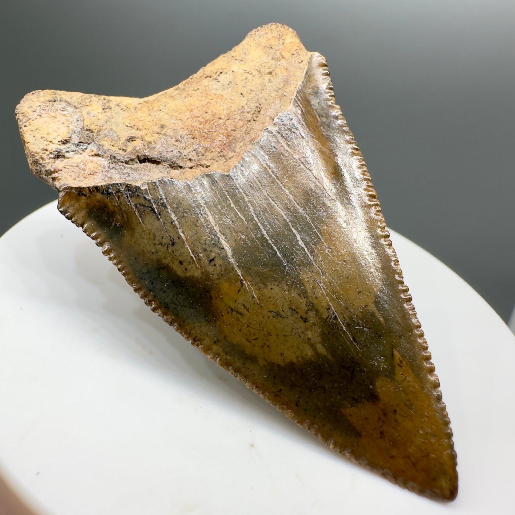 Colorful Fossil Great White Shark Tooth 2.36" - South Carolina GW1139 - Back Left