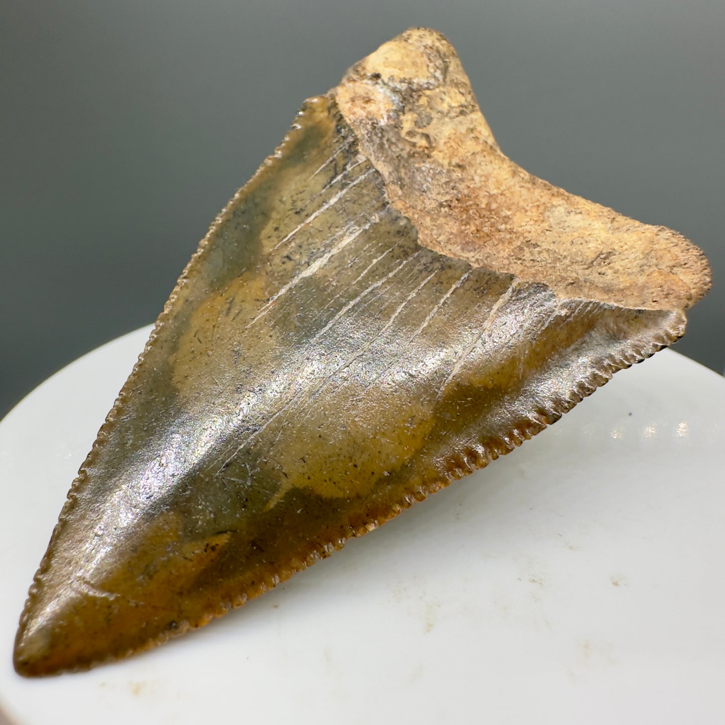 Colorful Fossil Great White Shark Tooth 2.36" - South Carolina GW1139 - Back Right