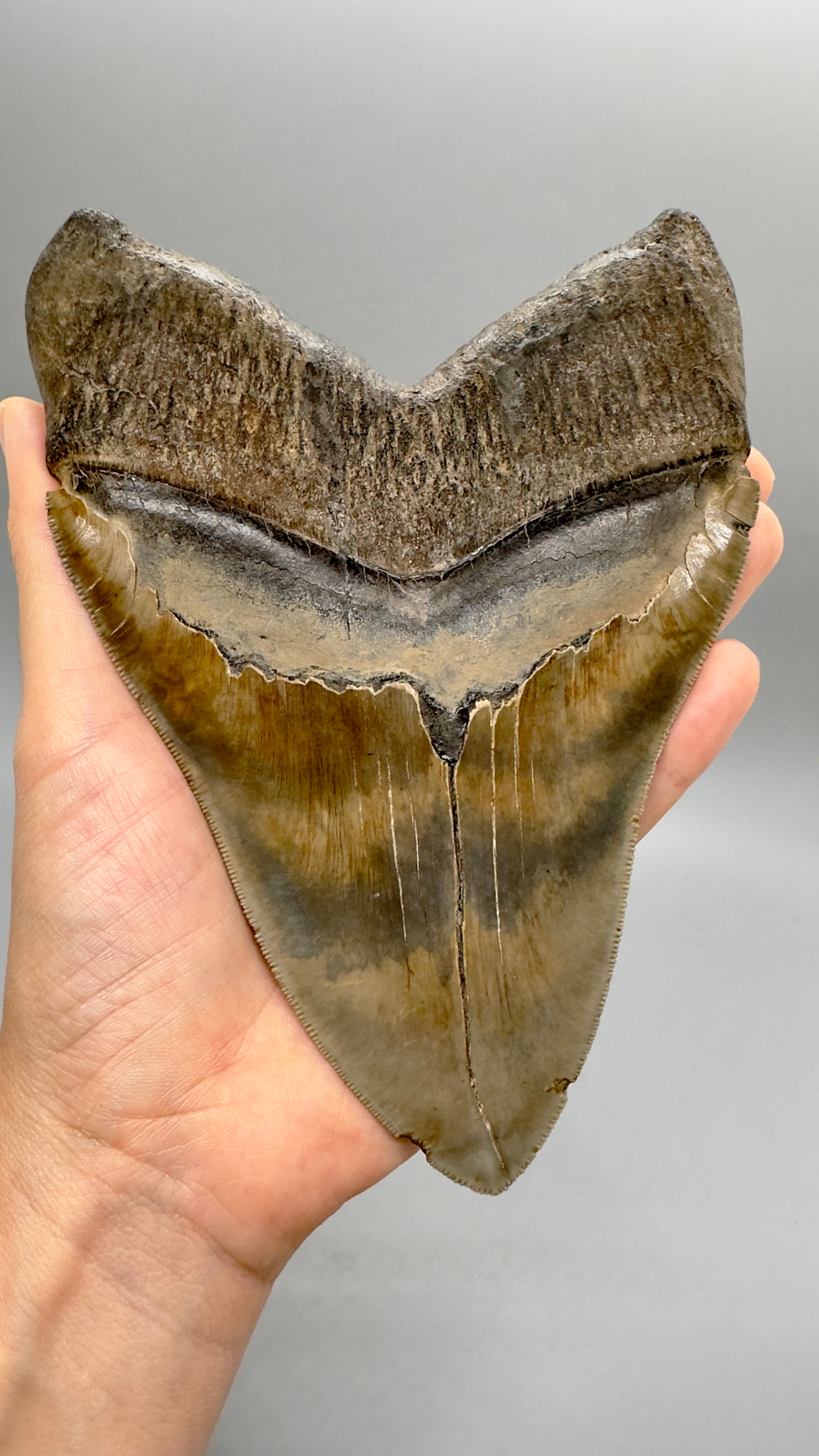 Massive 6.78 Fossil Megalodon Tooth Close to Maximum Size of 7 Megalodon Teeth