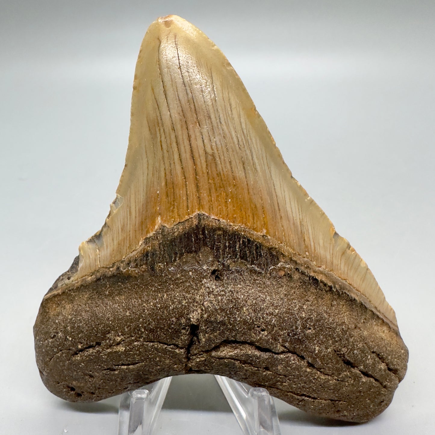 Colorful 4.03" Fossil Megalodon Tooth from North Carolina CM4795 - Front