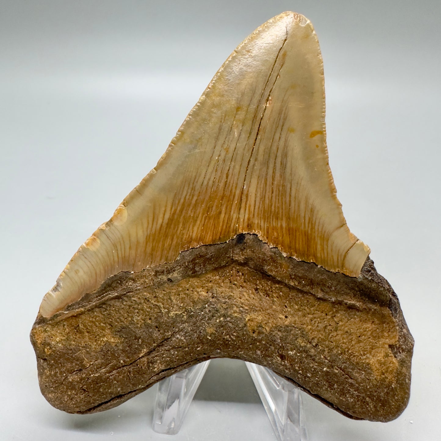 Colorful 4.03" Fossil Megalodon Tooth from North Carolina CM4795 - Back