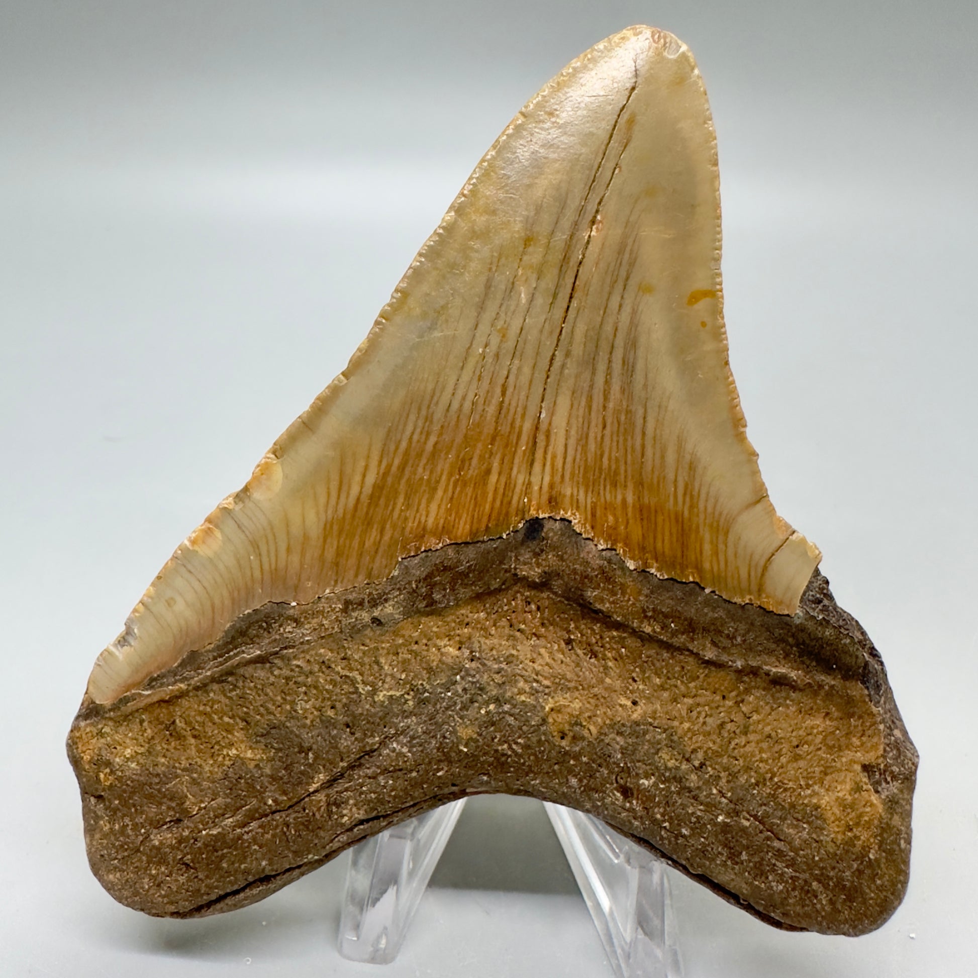 Colorful 4.03" Fossil Megalodon Tooth from North Carolina CM4795 - Back