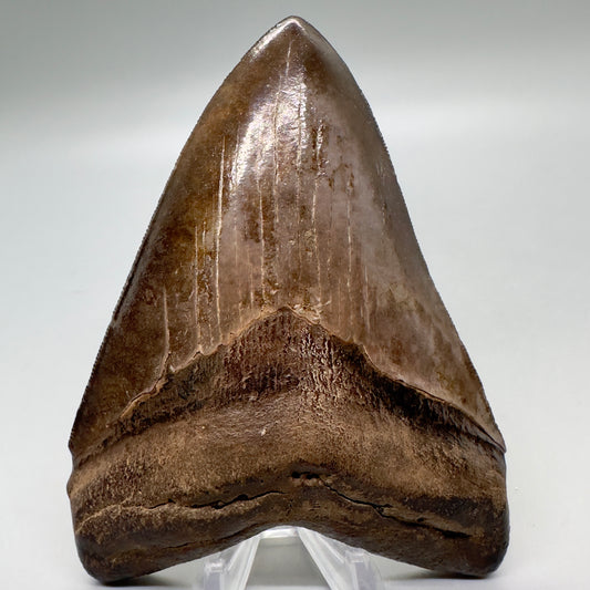 Brown, high quality 4.80" Fossil Megalodon Tooth - Georgia CM4811 - Front