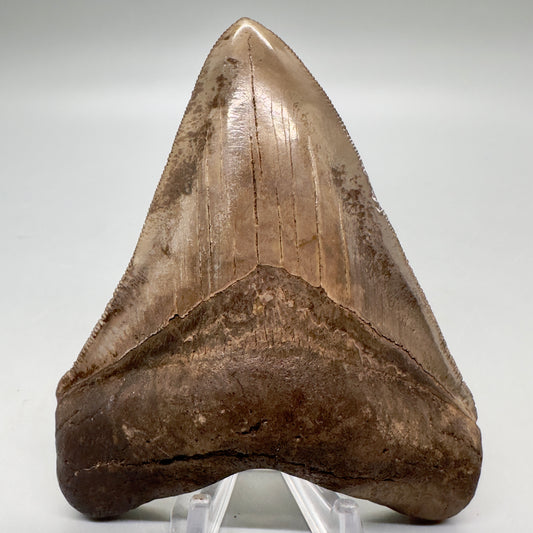 Brown, high quality 4.11" Fossil Megalodon Tooth - Georgia CM4810 - Front