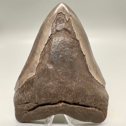 Brown, Extra Large 6.05" Fossil Megalodon Tooth: Scuba Diving, USA CM4813 - Front