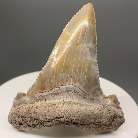 Colorful 1.94" serrated Fossil Carcharocles angustidens Shark Tooth from Summerville, South Carolina AN424 - Front