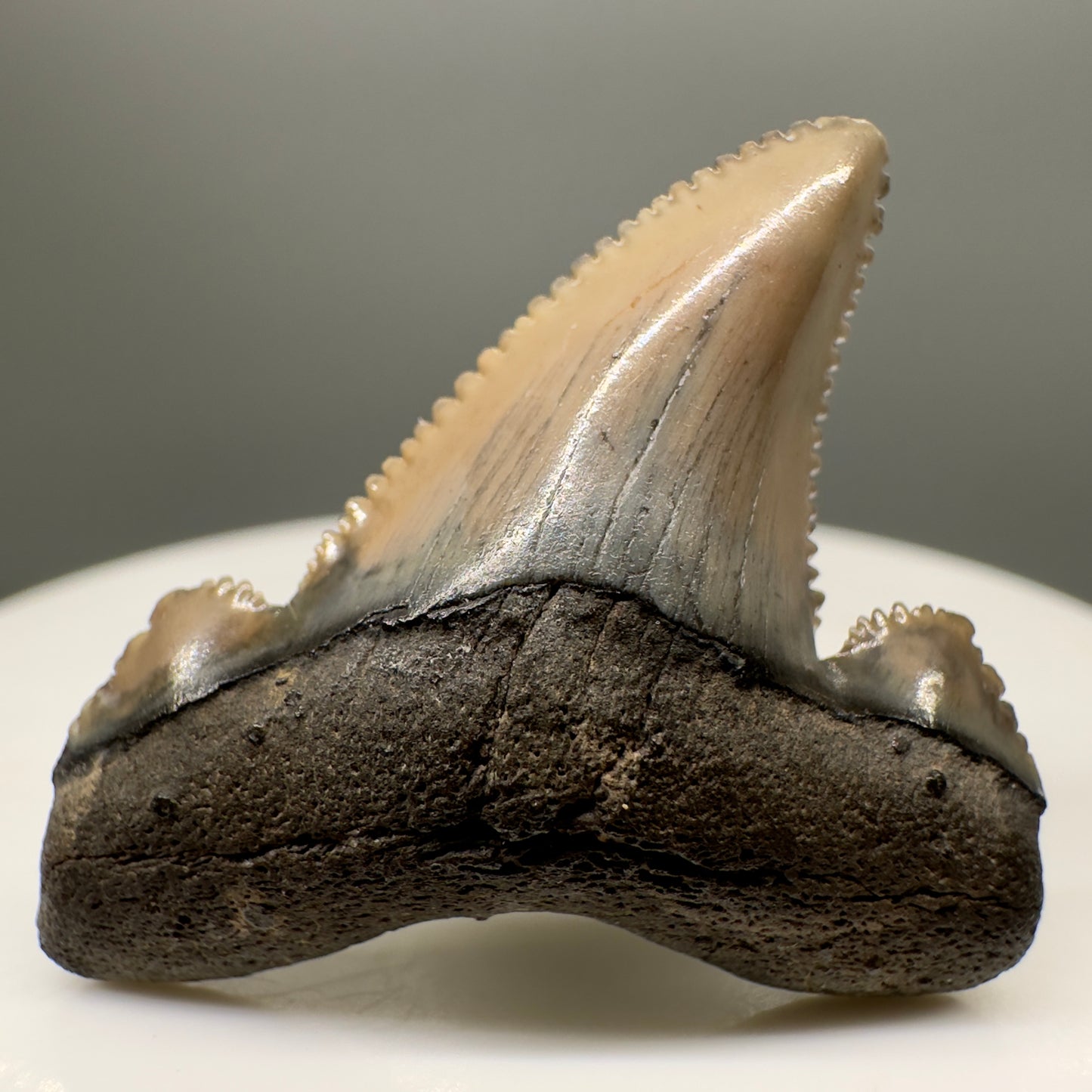 Serrated 1.36" Sharply Serrated Fossil Carcharocles sokolowi (auriculatus) Shark Tooth - North Carolina AU374 - Front