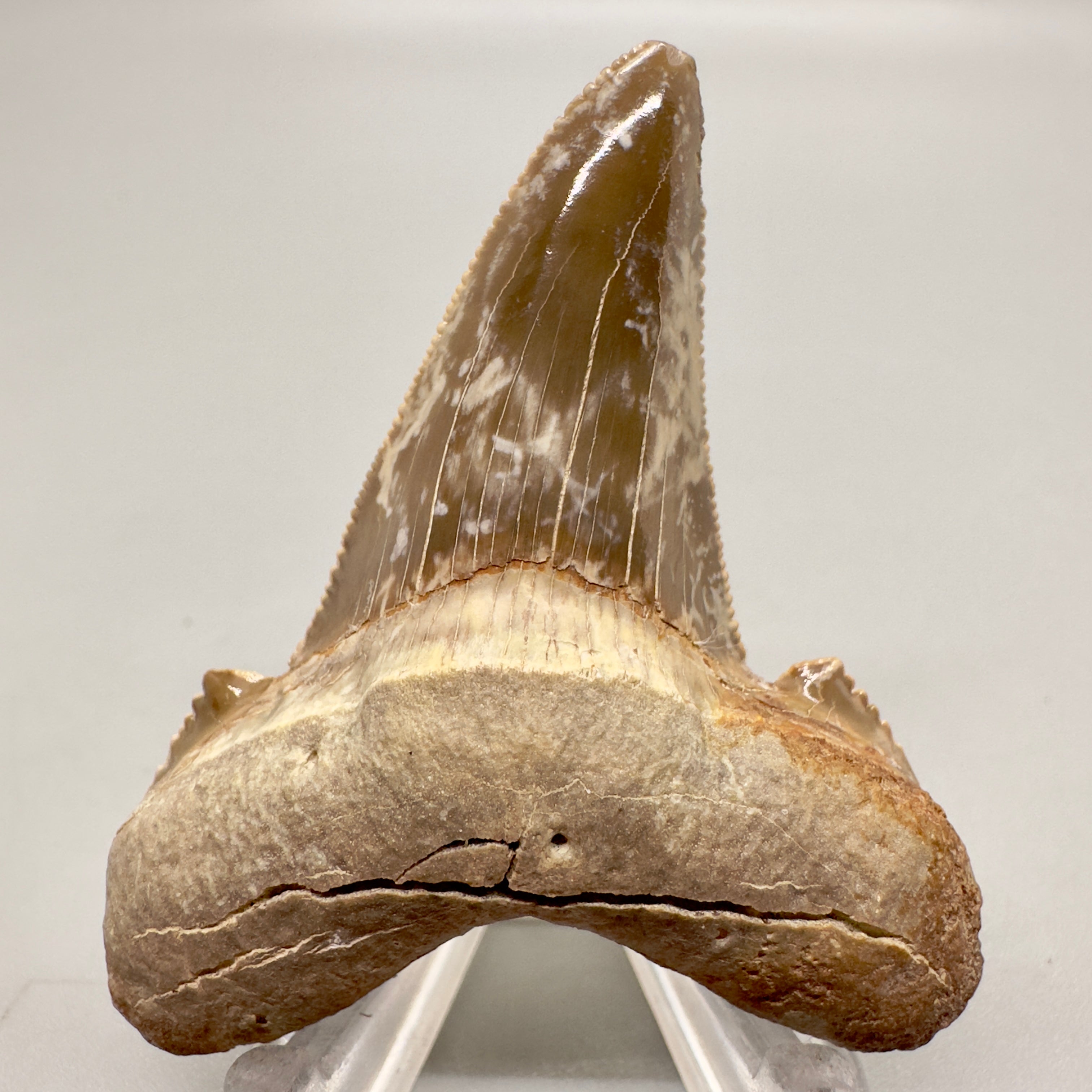 Megalodon Teeth - Best Sellers of Fossil Shark Teeth