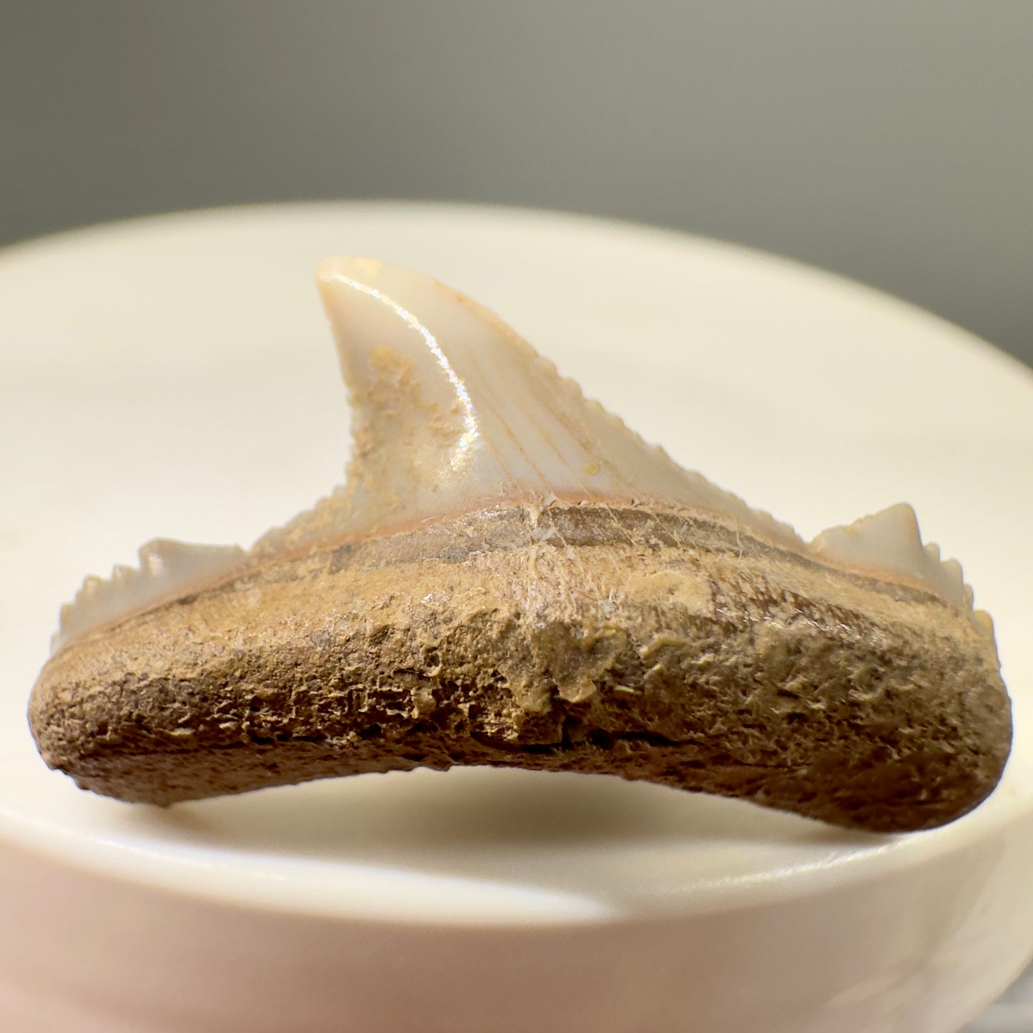 Posterior 0.99" Carcharocles Auriculatus Shark Tooth Fossil - Central Kazakhstan