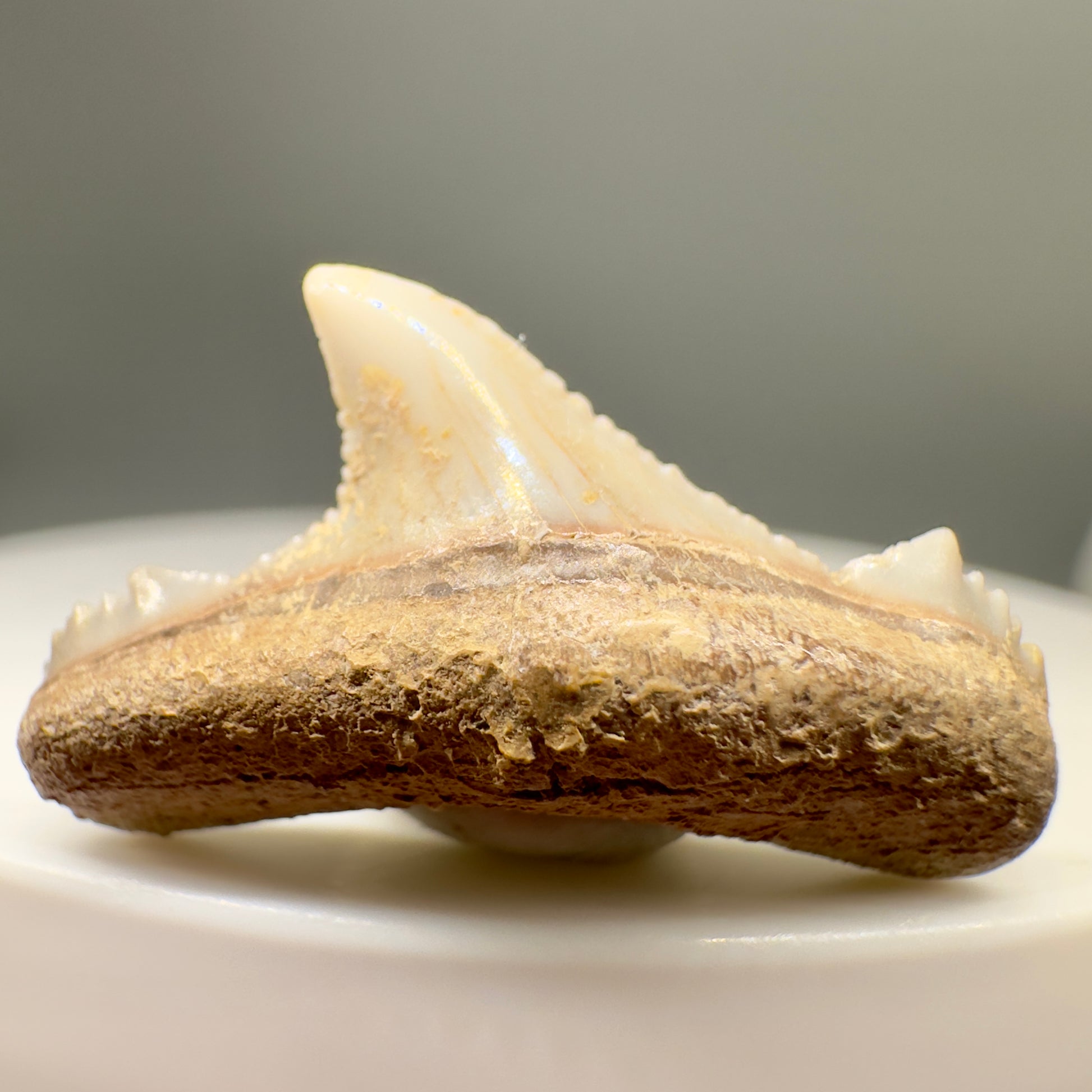 Posterior 0.99" Carcharocles Auriculatus Shark Tooth Fossil - Central Kazakhstan AU371 - Front